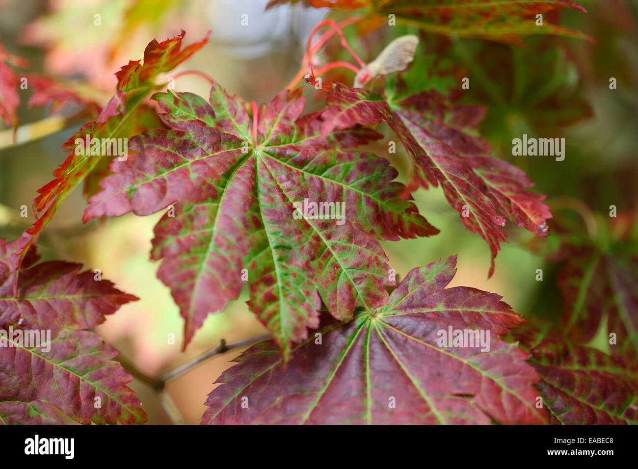 schöne markante Rebe-leaved Vollmond Ahornblätter im Herbst Jane Ann Butler Fotografie JABP1335 Stockfoto