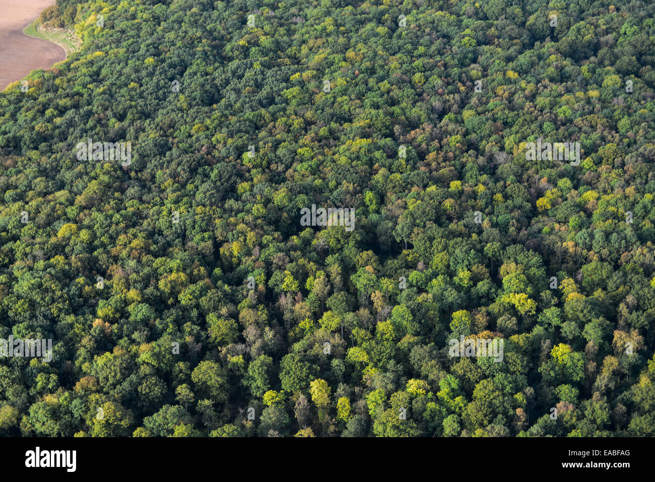 Eine Luftaufnahme des Baldachins von Wald in England Stockfoto
