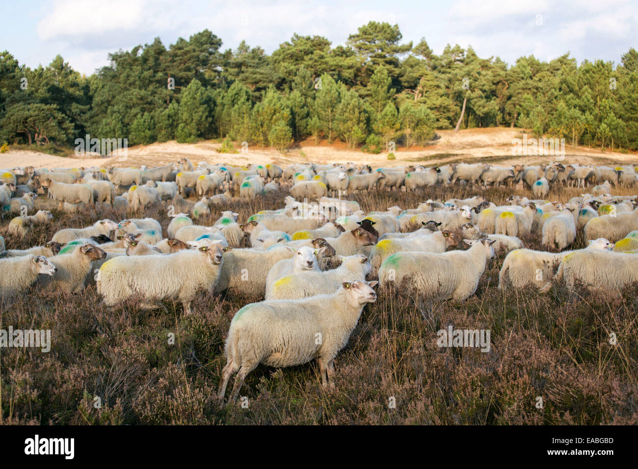 Herde Schafe am Nationalpark Loonse En Drunense Duinen in den Niederlanden (Kempisch Heideschaap offiziell slow-Food-Rennen) Stockfoto