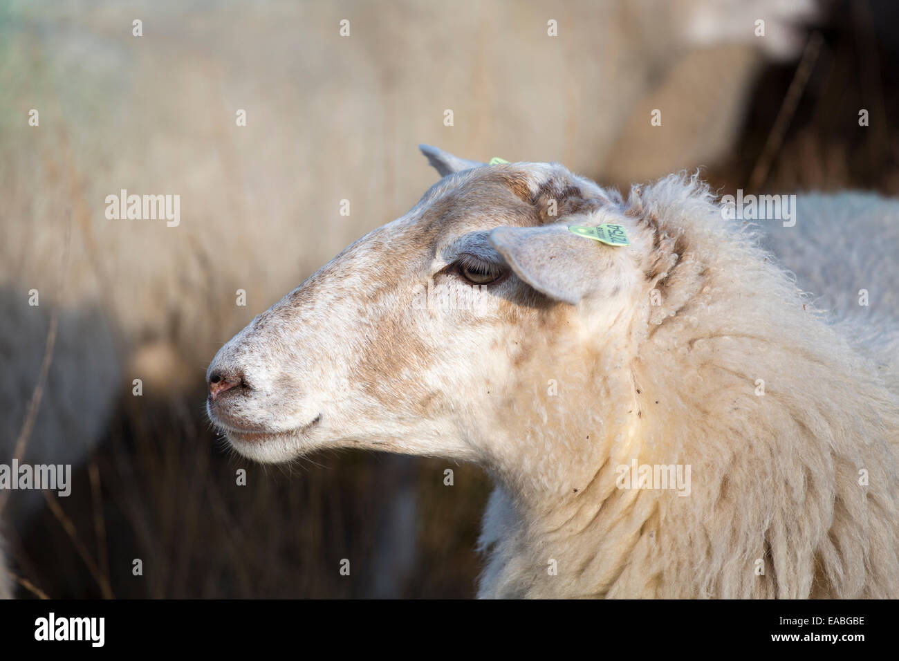 Schafe auf nationaler Park 'Loonse En Drunense Duinen' in den Niederlanden (Kempisch Heideschaap offiziell Slowfood Rennen). Stockfoto