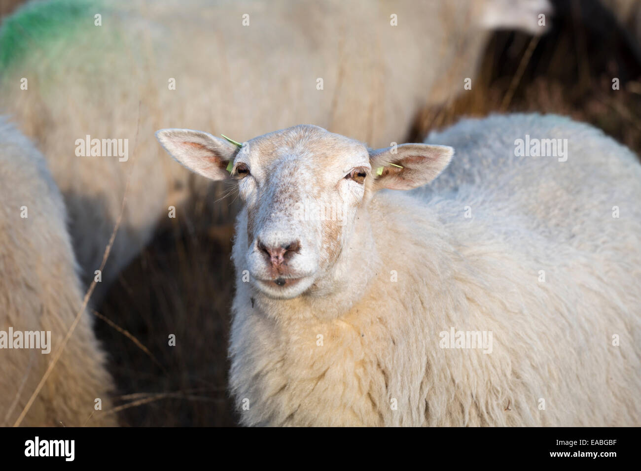 Schafe auf nationaler Park 'Loonse En Drunense Duinen' in den Niederlanden (Kempisch Heideschaap offiziell Slowfood Rennen). Stockfoto