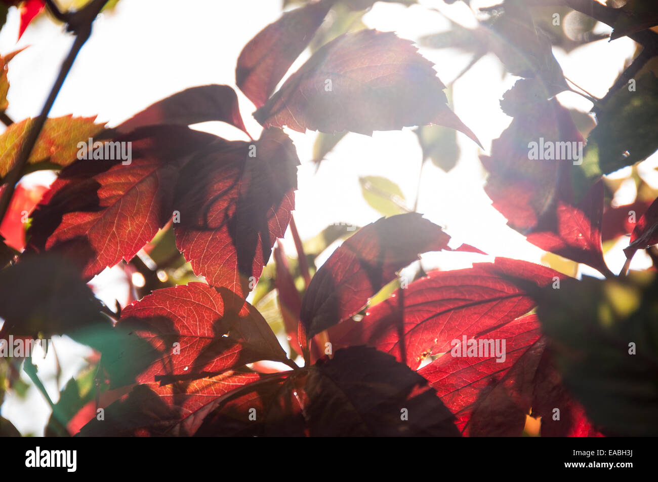 Baum im Sonnenlicht strahlend durch die Lila Blätter Stockfoto