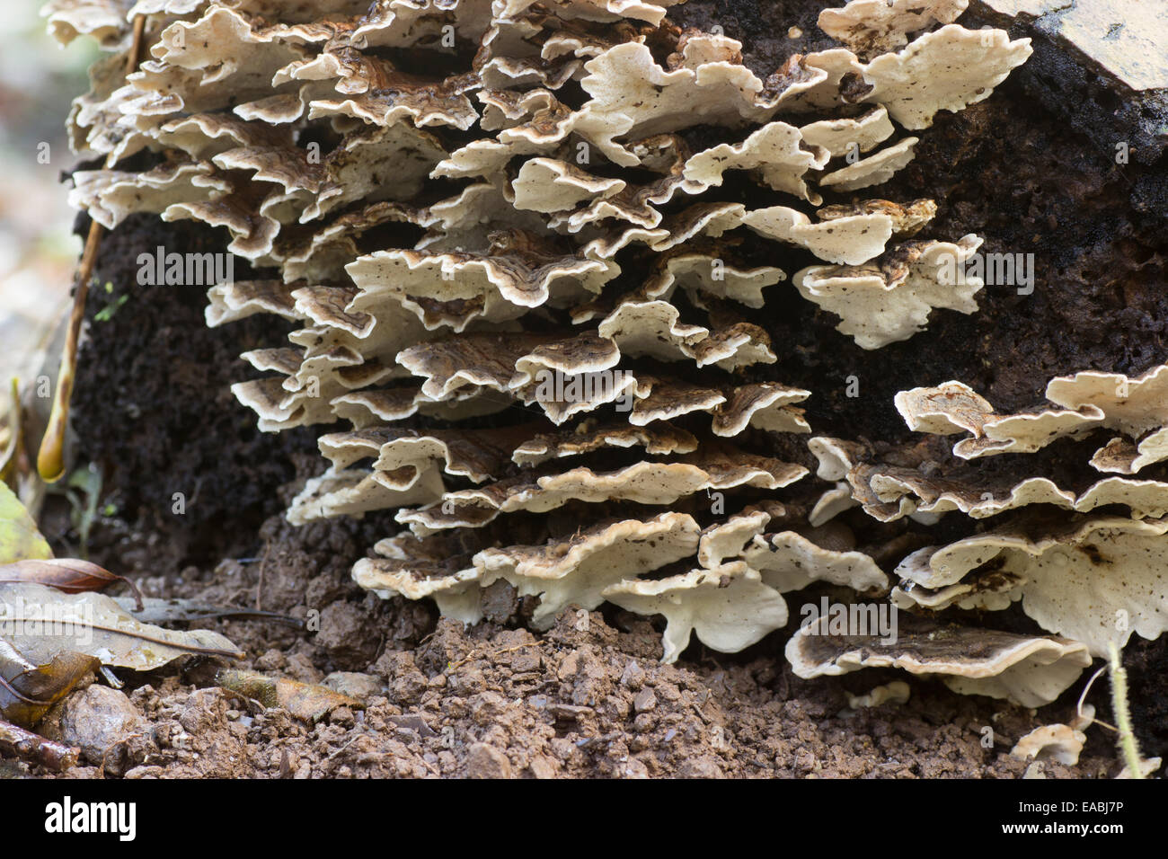 Seitenansicht des Turkeytail Halterung Pilzes, Trametes versicolor, auf einen umgestürzten Baumstamm Stockfoto