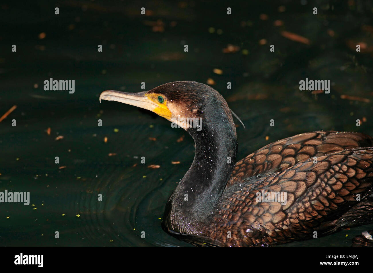 Europäischen Kormoran (Phalacrocorax Carbo) Stockfoto