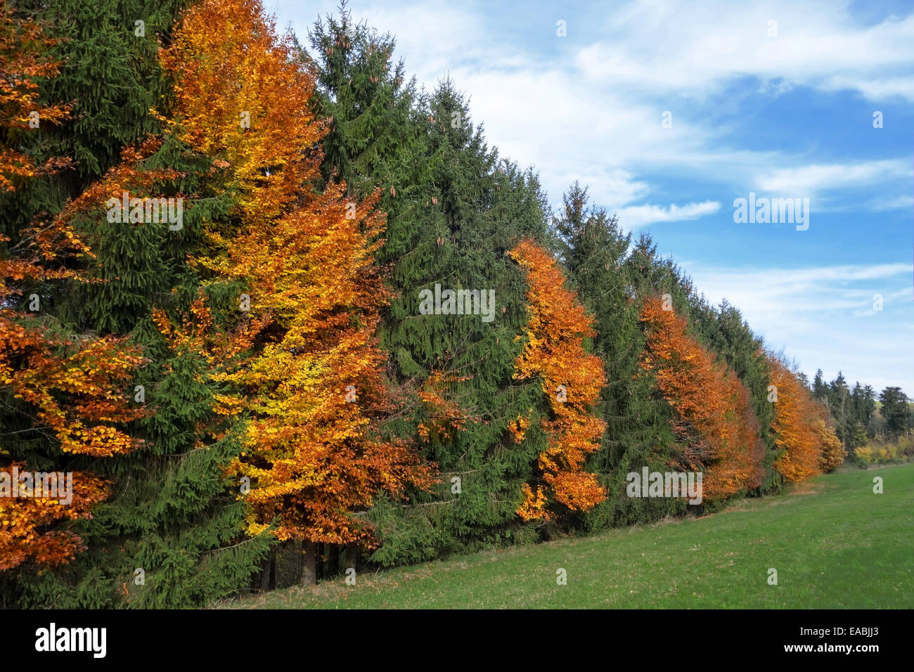 Herbstliche Baumreihe am Rande des Waldes Stockfoto