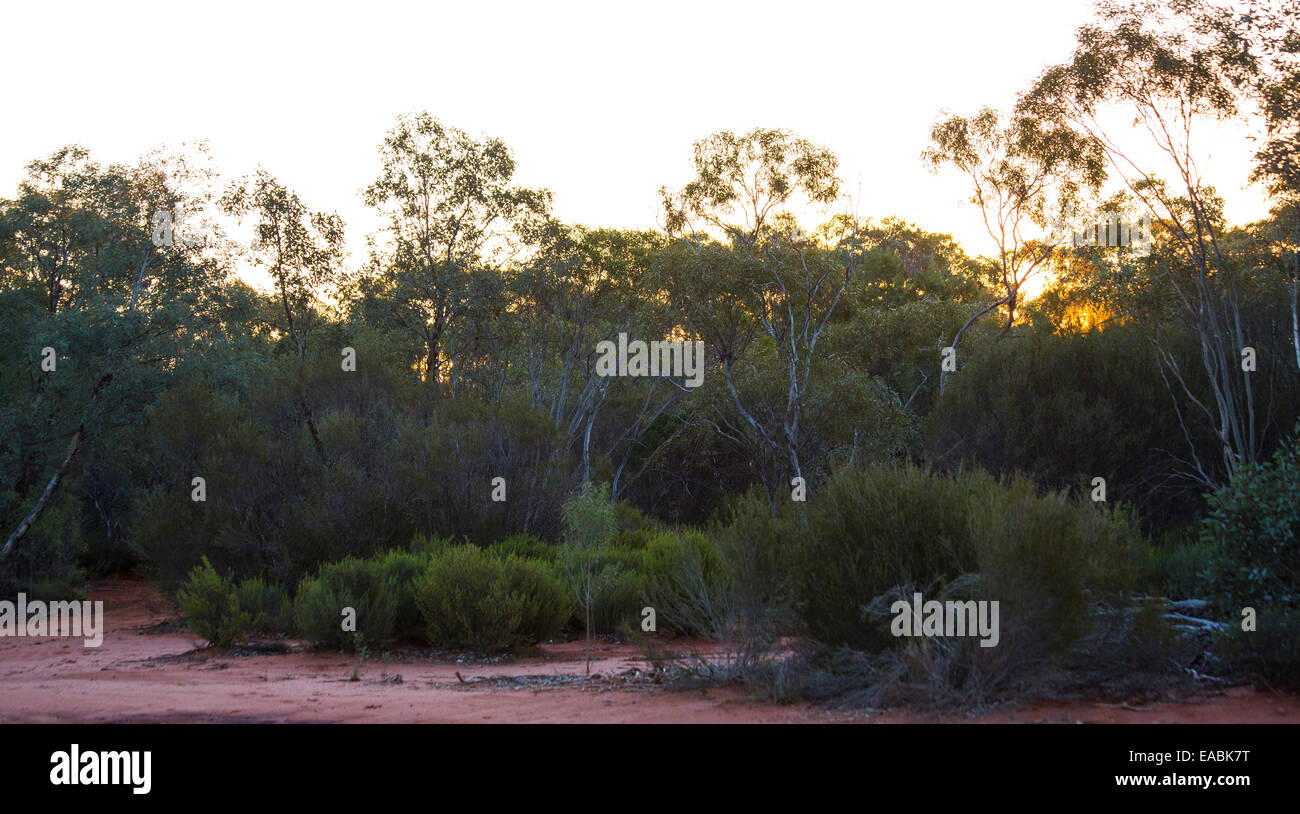 Australischen Busch mit einer Vielzahl von Bäumen und Sträuchern, Australien Stockfoto