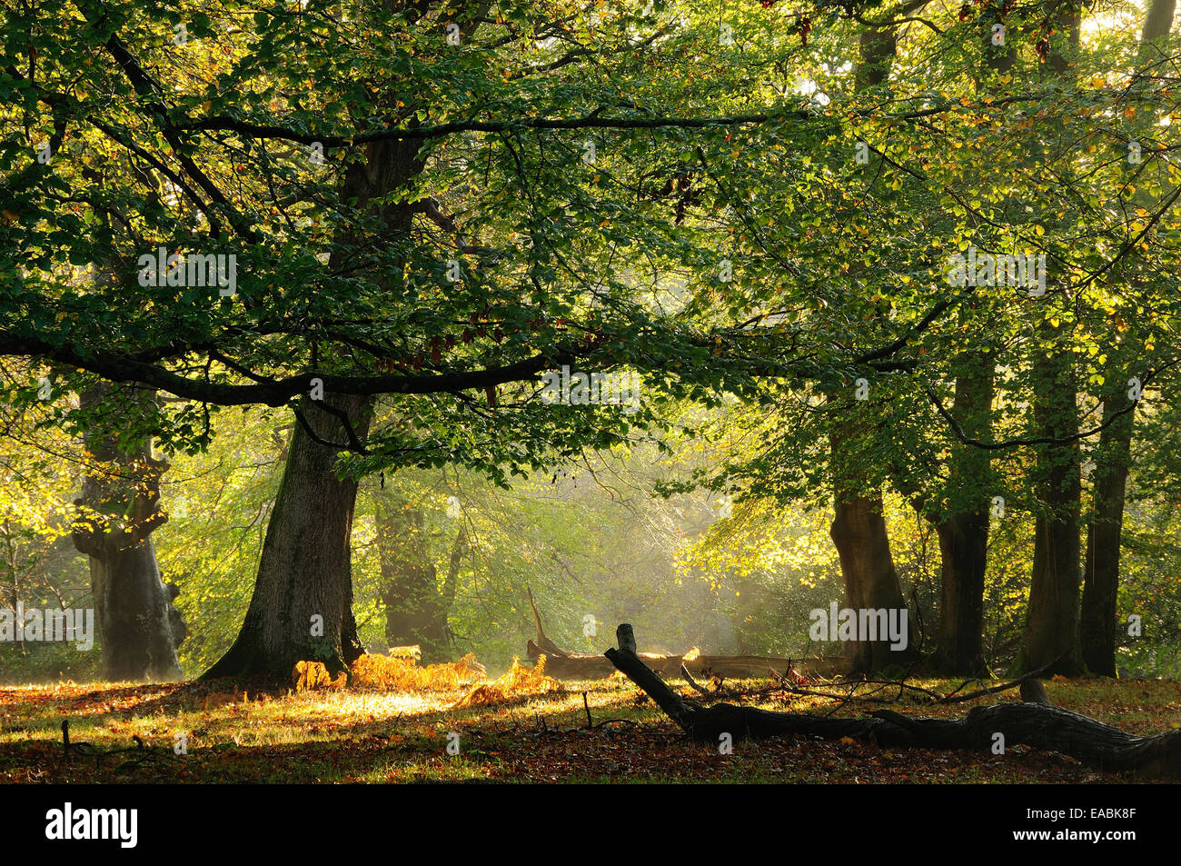 Süd-Oakley Einzäunung, New Forest. Herbst Stockfoto