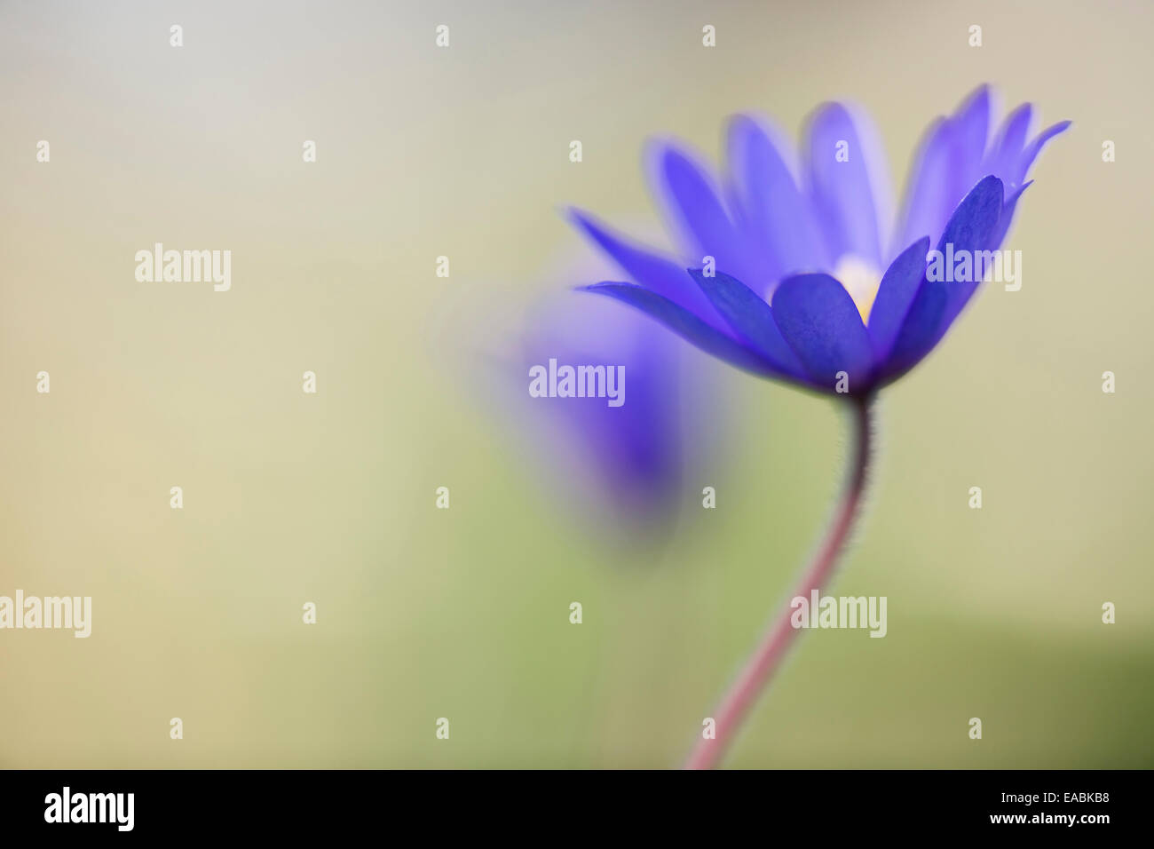 Winter Windflower, Anemone Blanda "Blautöne"., lila Thema. Stockfoto