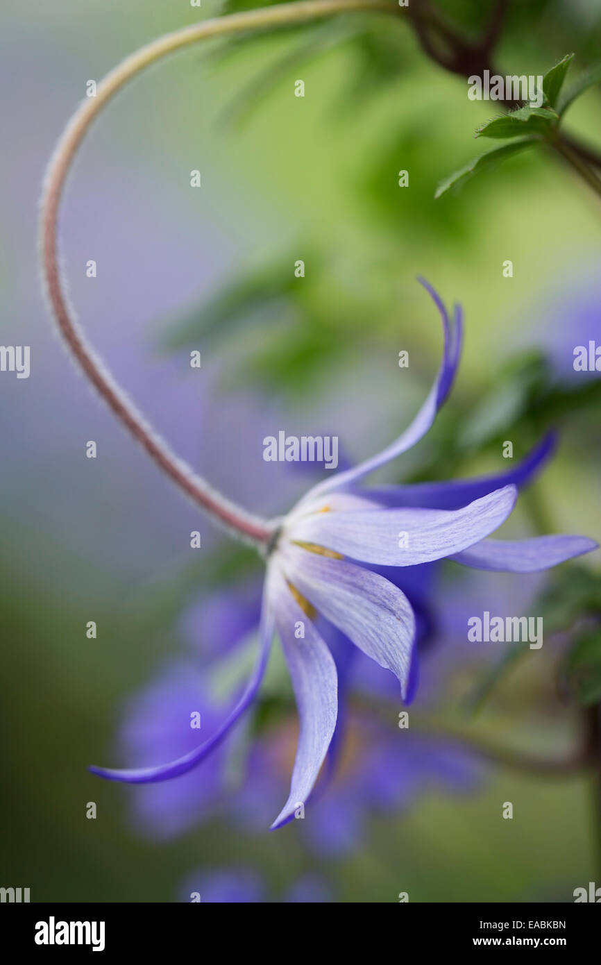 Winter Windflower, Anemone Blanda "Blautöne", lila Thema. Stockfoto