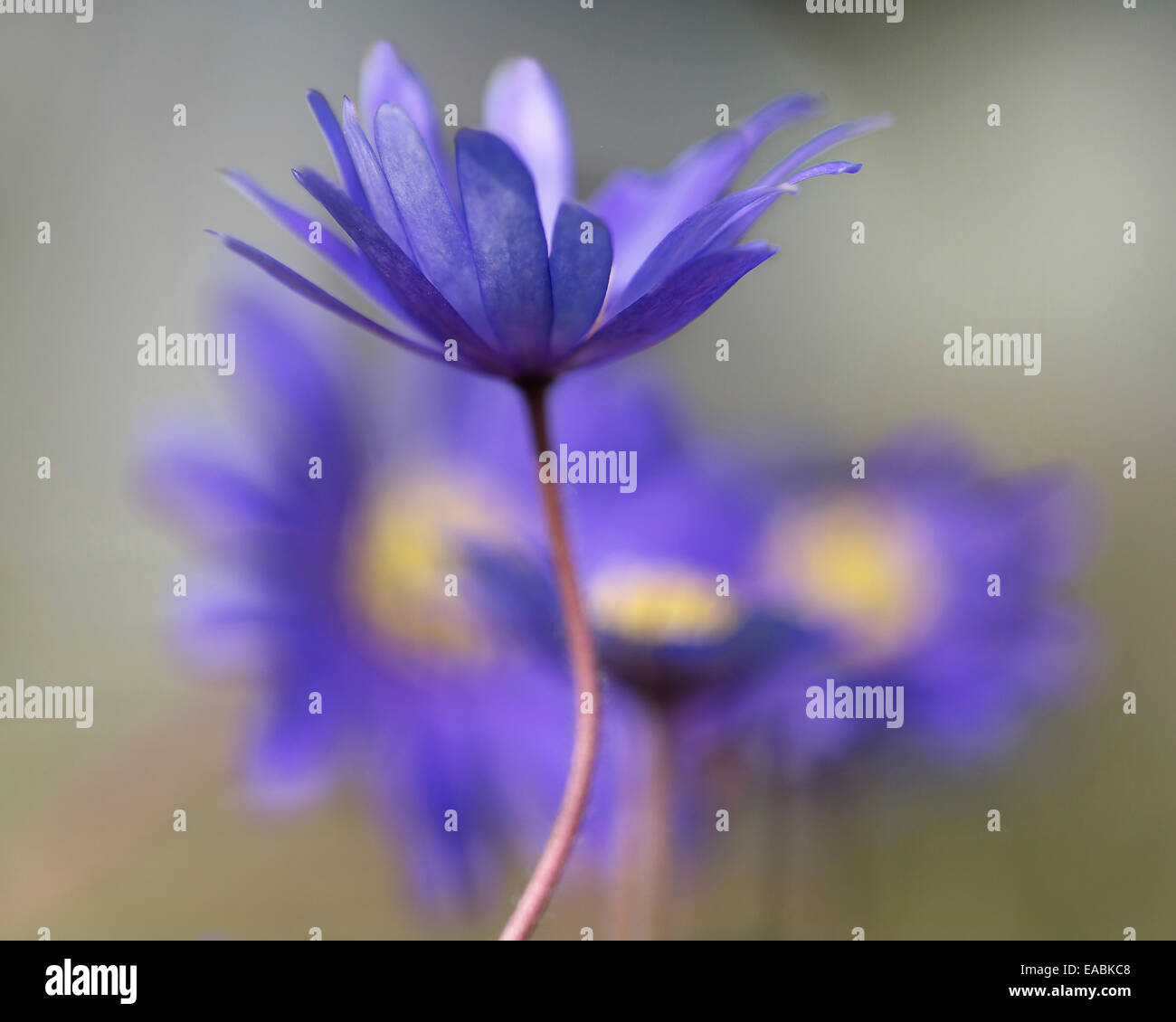 Winter Windflower, Anemone Blanda "Blautöne", lila Thema. Stockfoto