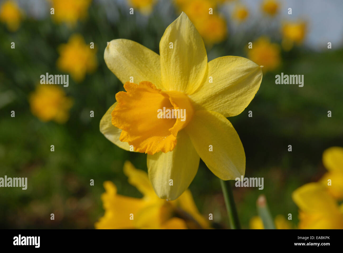 Narzisse in frühen Morgenstunden Frühlingssonne, Dorset, England Stockfoto