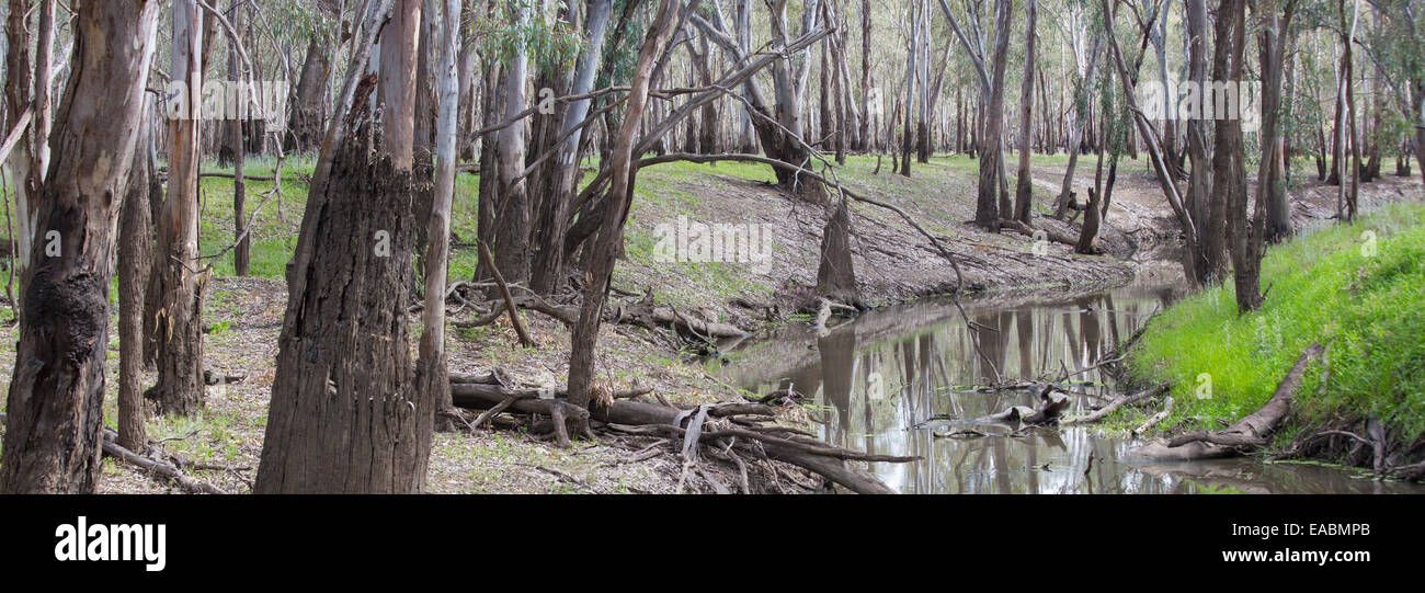 Fluss rot Zahnfleisch (Eucalyptus Camaldulensis) und Creek in den Murrumbidgee Valley National Park, NSW, Australien Stockfoto