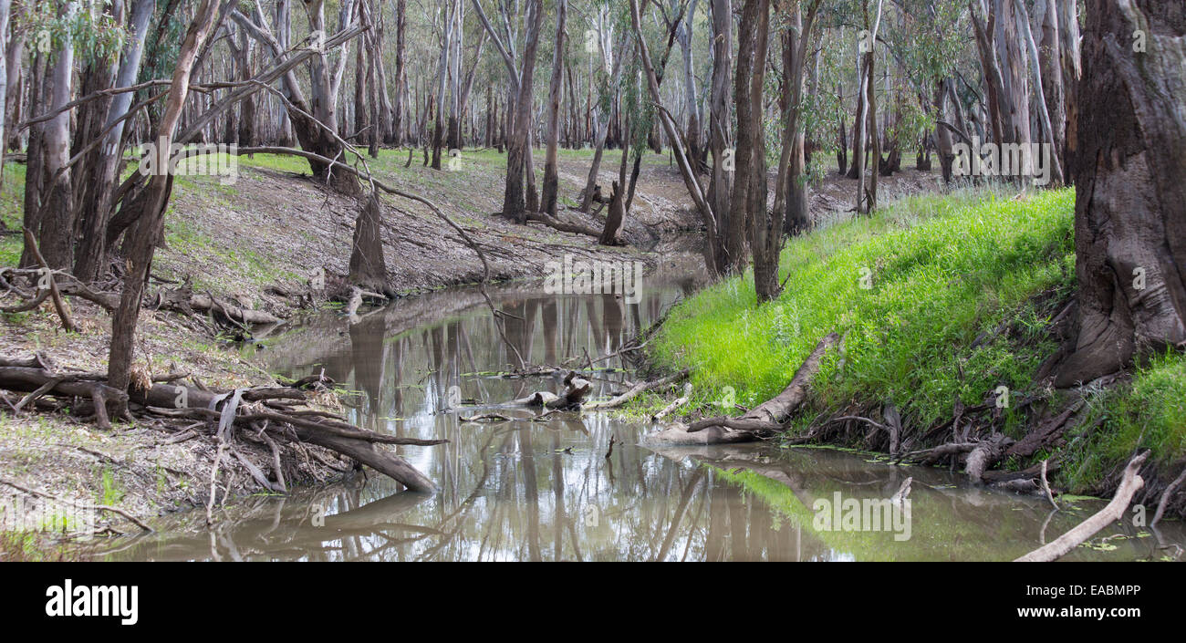 Fluss rot Zahnfleisch (Eucalyptus Camaldulensis) und Creek in den Murrumbidgee Valley National Park, NSW, Australien Stockfoto