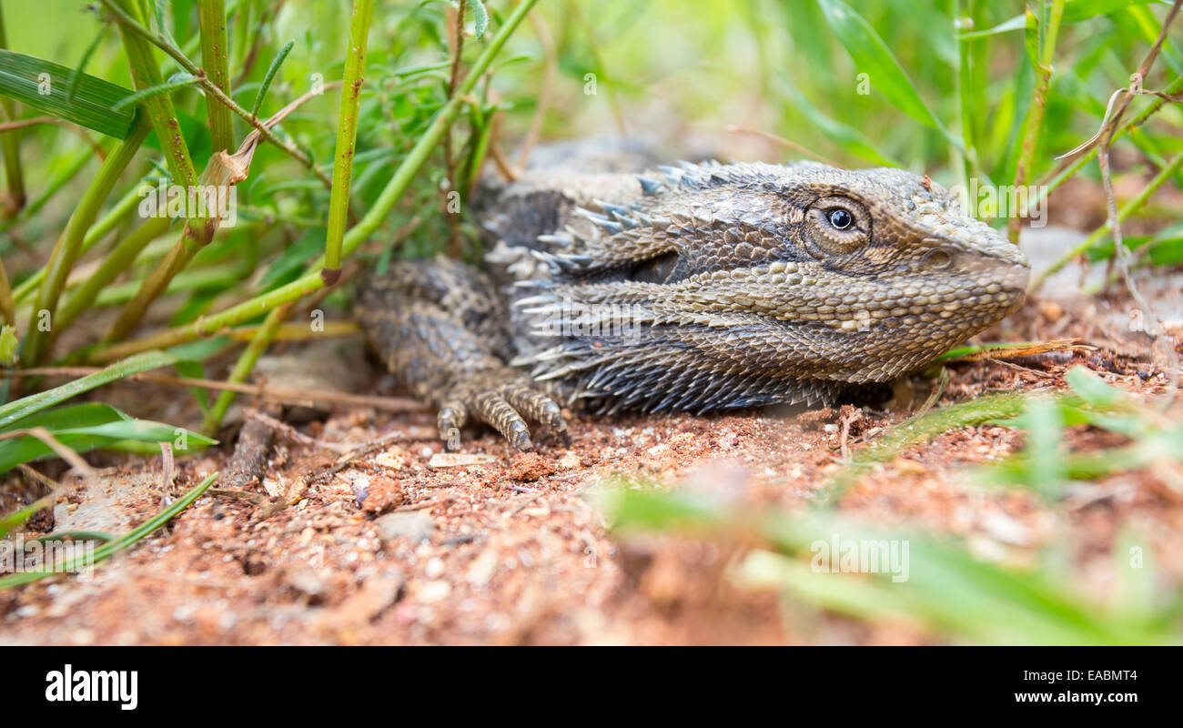 Östlichen Bearded Dragon (Pogona Barbata) liegen niedrig in Rasen, NSW, Australien Stockfoto