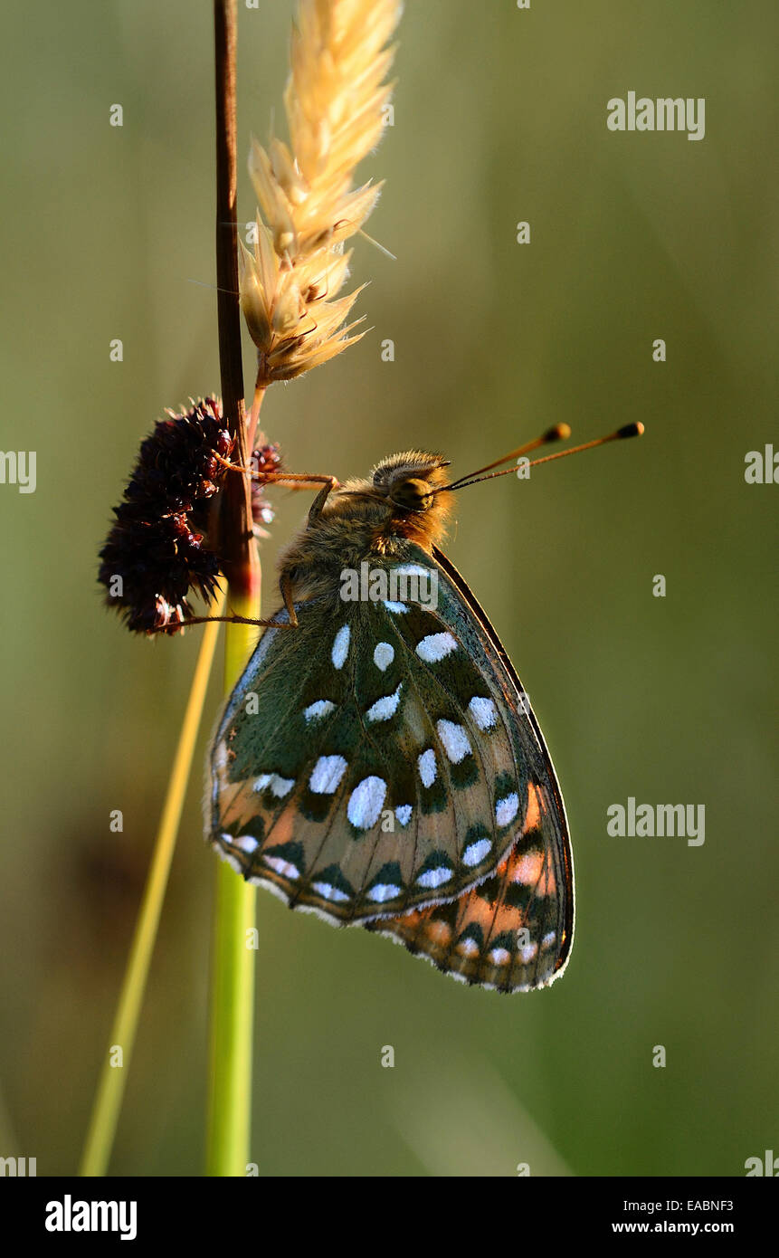 Dunkel grün Fritillary Butterfly in Ruhe Stockfoto