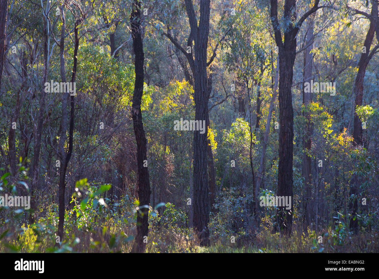 Schöne australische Ironbark Wald Hintergrundbeleuchtung von der Sonne, Chiltern Box-Ironbark Nationalpark, Victoria, Australia Stockfoto