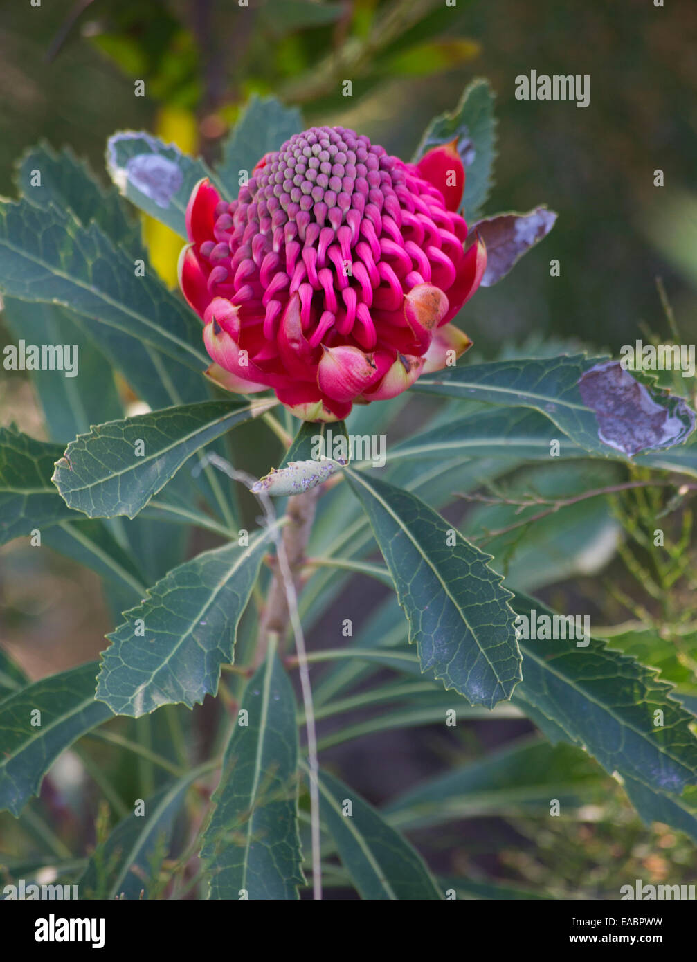 Schöne rote Waratah Blume, Telopea Speciosissima, Blue Mountains, Australien Stockfoto