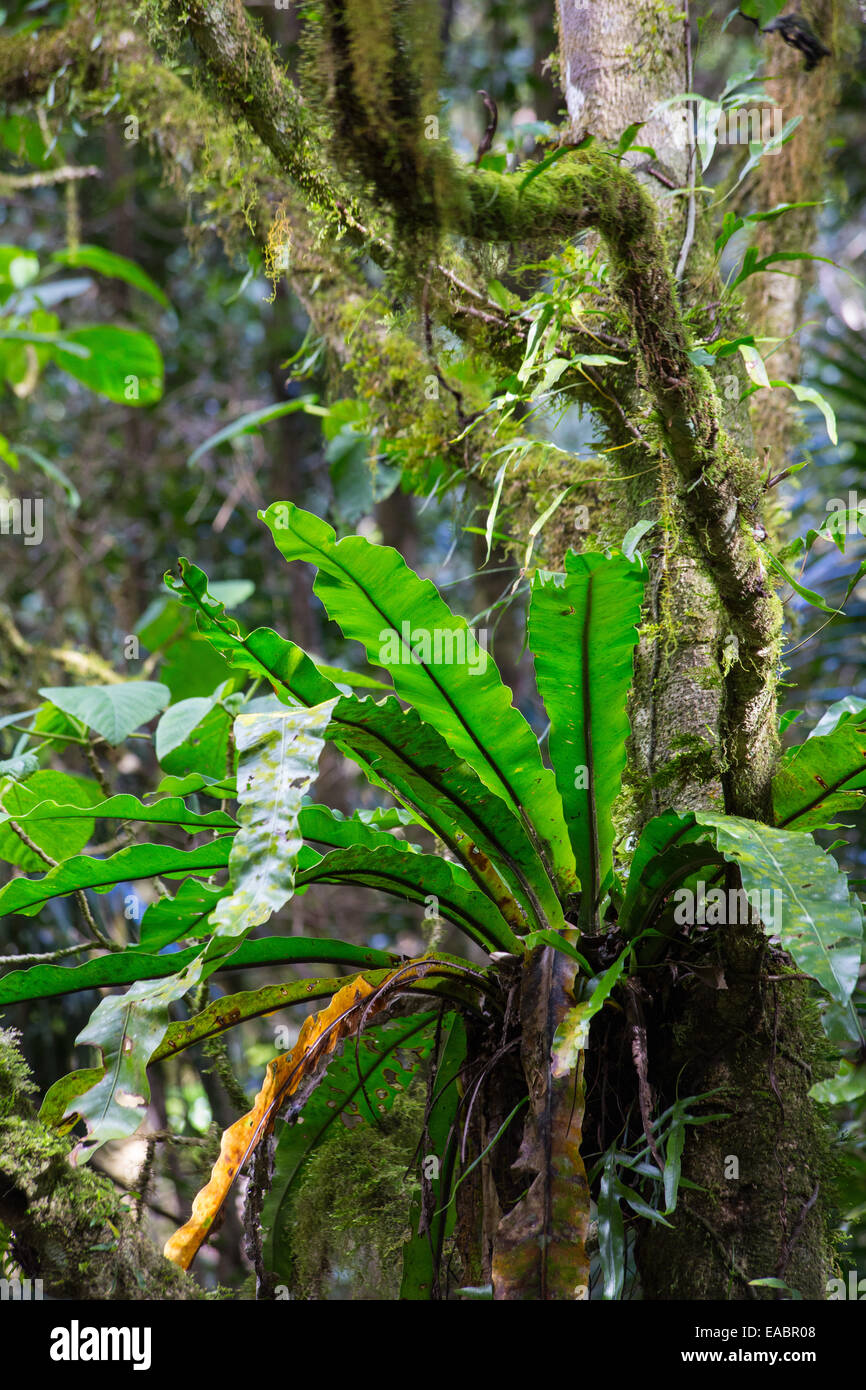 Vogels Nest Farne, Asplenium Australasicum, im subtropischen Regenwald, Border Ranges National Park, NSW, Australien Stockfoto