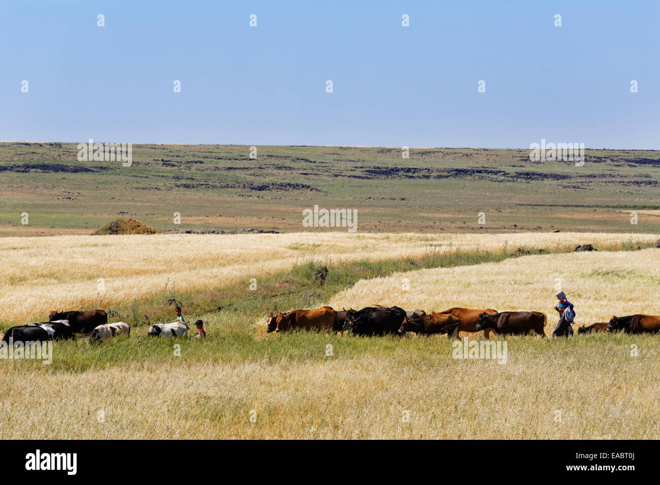 Türkei-Anatolien Süd Ost Anatolien Sanliurfa Provinz Siverek Felder und Herde Kühe Stockfoto