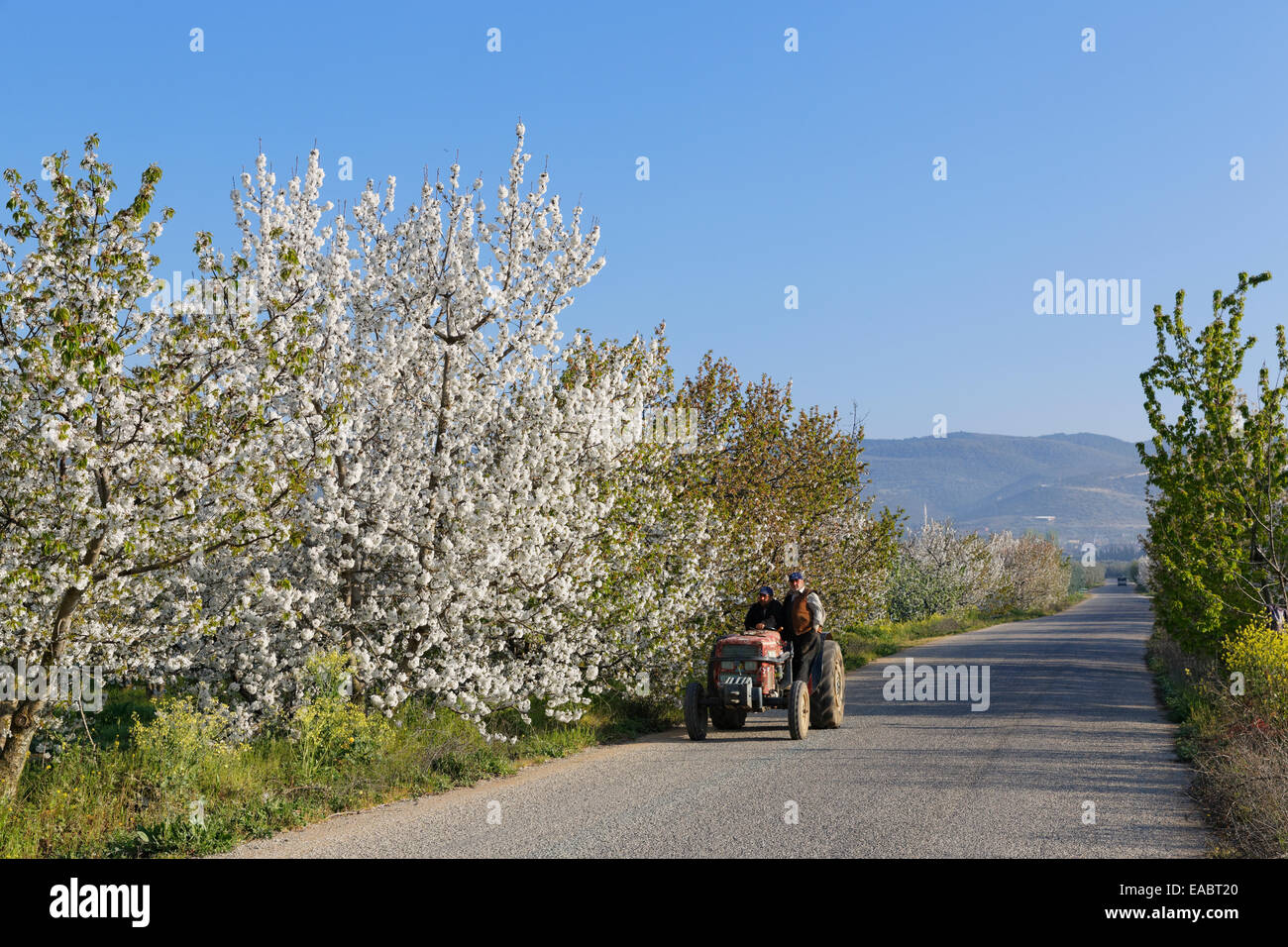 Türkei Marmara Region Orhaniye Traktor auf Land Straße mit blühenden Kirsche Bäume Stockfoto