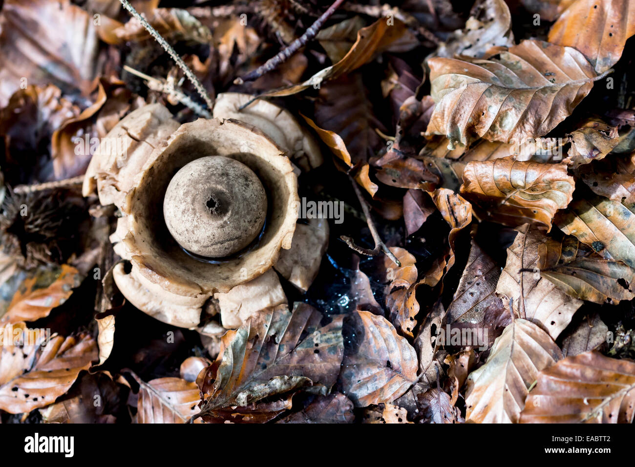 EarthStar, einem ungenießbaren Pilz, trockene braune Blätter rund um Stockfoto