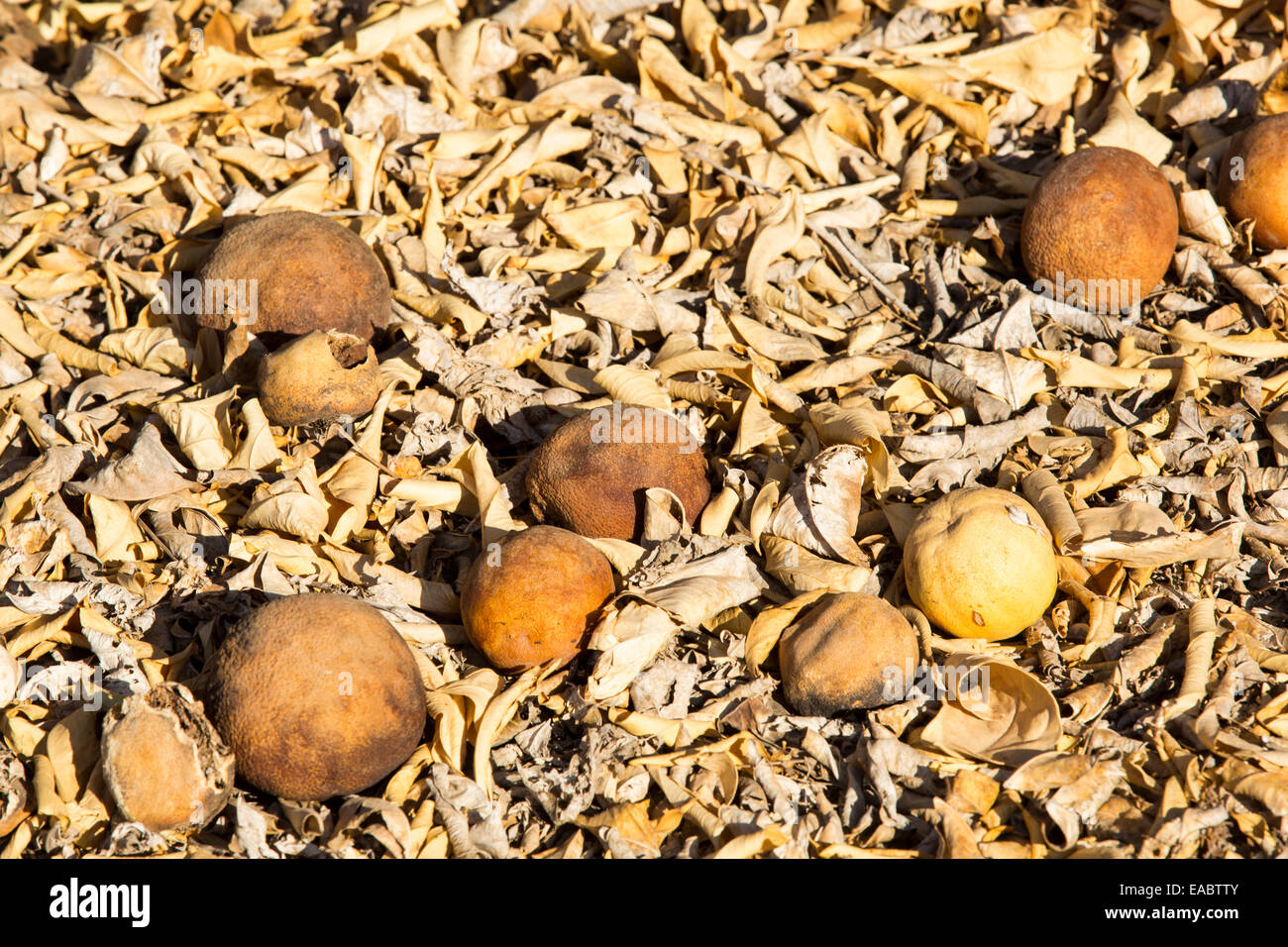 Tote und sterbende Orangenbäume, die nicht mehr Wasser in der Nähe von Bakersfield, Kalifornien, USA zu bewässern haben aufgegeben. Nach einer noch nie da gewesenen vier Jahr lang Dürre ist Bakersfield nun die trockenste Stadt in den USA. Die meisten von Kalifornien ist in außergewöhnliche Trockenheit, Dürre Klassifizierung auf höchstem Niveau. 428.000 Hektar landwirtschaftlicher Flächen wurden aus der Produktion wegen des Mangels an Wasser, Tausende von landwirtschaftlichen Arbeitern ihren Arbeitsplatz verloren haben und ein Drittel aller Kinder in Kalifornien hungrig zu Bett gehen. Stockfoto