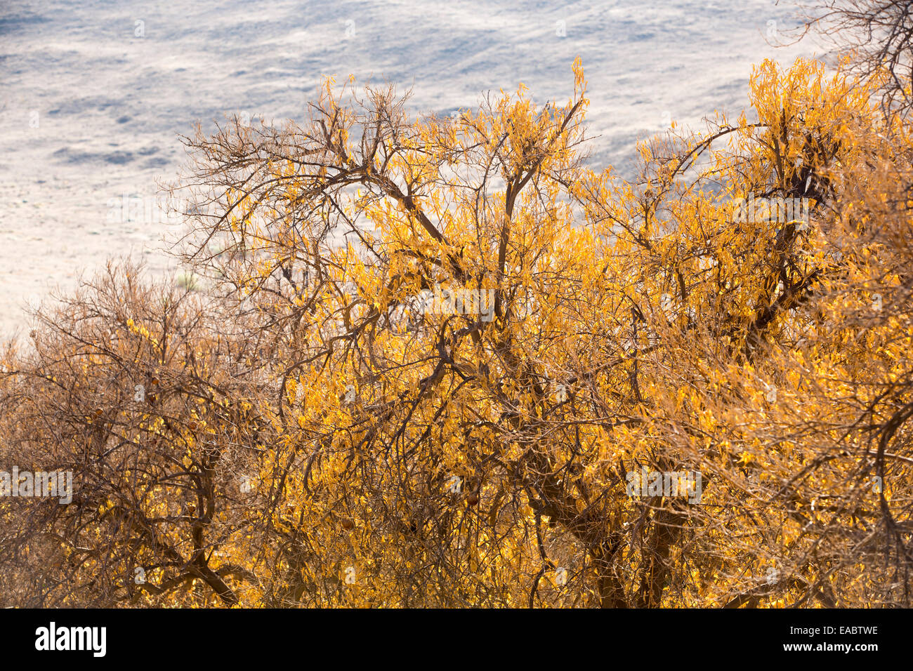 Tote und sterbende Orangenbäume, die nicht mehr Wasser in der Nähe von Bakersfield, Kalifornien, USA zu bewässern haben aufgegeben. Nach einer noch nie da gewesenen vier Jahr lang Dürre ist Bakersfield nun die trockenste Stadt in den USA. Die meisten von Kalifornien ist in außergewöhnliche Trockenheit, Dürre Klassifizierung auf höchstem Niveau. 428.000 Hektar landwirtschaftlicher Flächen wurden aus der Produktion wegen des Mangels an Wasser, Tausende von landwirtschaftlichen Arbeitern ihren Arbeitsplatz verloren haben und ein Drittel aller Kinder in Kalifornien hungrig zu Bett gehen. Stockfoto