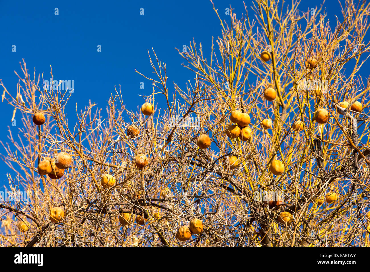 Tote und sterbende Orangenbäume, die nicht mehr Wasser in der Nähe von Bakersfield, Kalifornien, USA zu bewässern haben aufgegeben. Nach einer noch nie da gewesenen vier Jahr lang Dürre ist Bakersfield nun die trockenste Stadt in den USA. Die meisten von Kalifornien ist in außergewöhnliche Trockenheit, Dürre Klassifizierung auf höchstem Niveau. 428.000 Hektar landwirtschaftlicher Flächen wurden aus der Produktion wegen des Mangels an Wasser, Tausende von landwirtschaftlichen Arbeitern ihren Arbeitsplatz verloren haben und ein Drittel aller Kinder in Kalifornien hungrig zu Bett gehen. Stockfoto