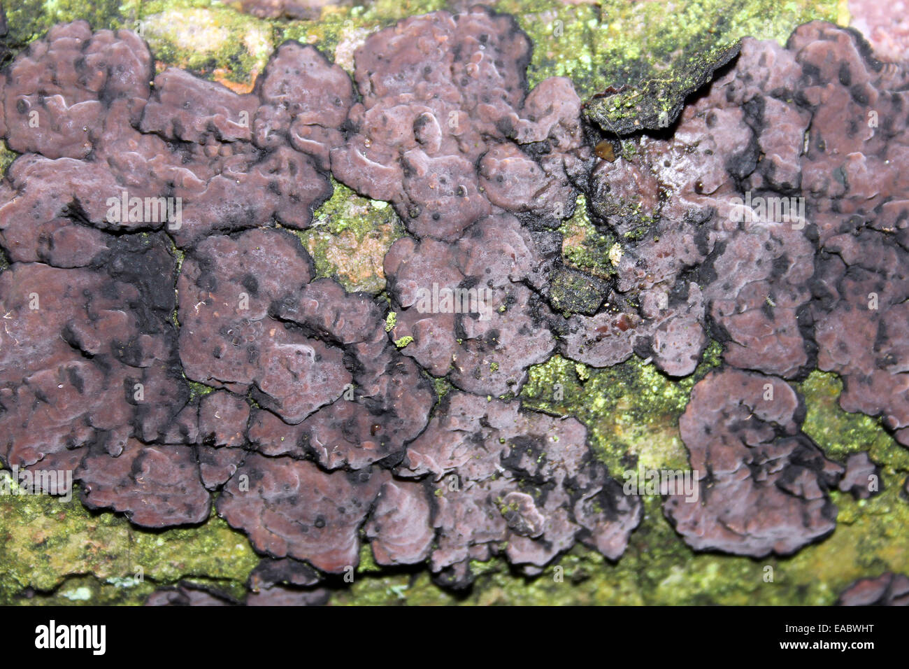 Peniophora quercina Stockfoto