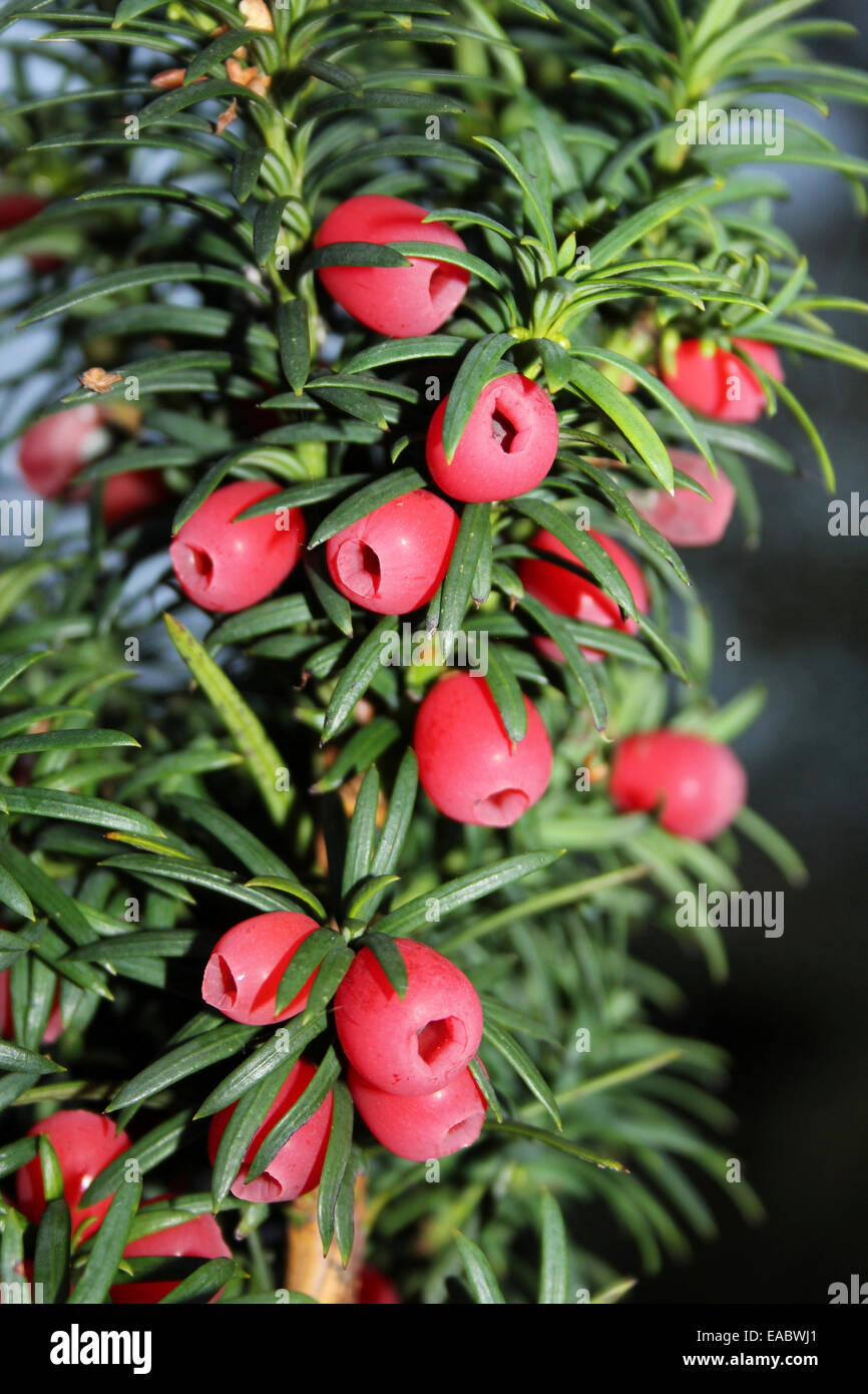 Eibe Baum mit "Beeren" - eigentlich eine helle rote Aril umgibt die Samen Stockfoto