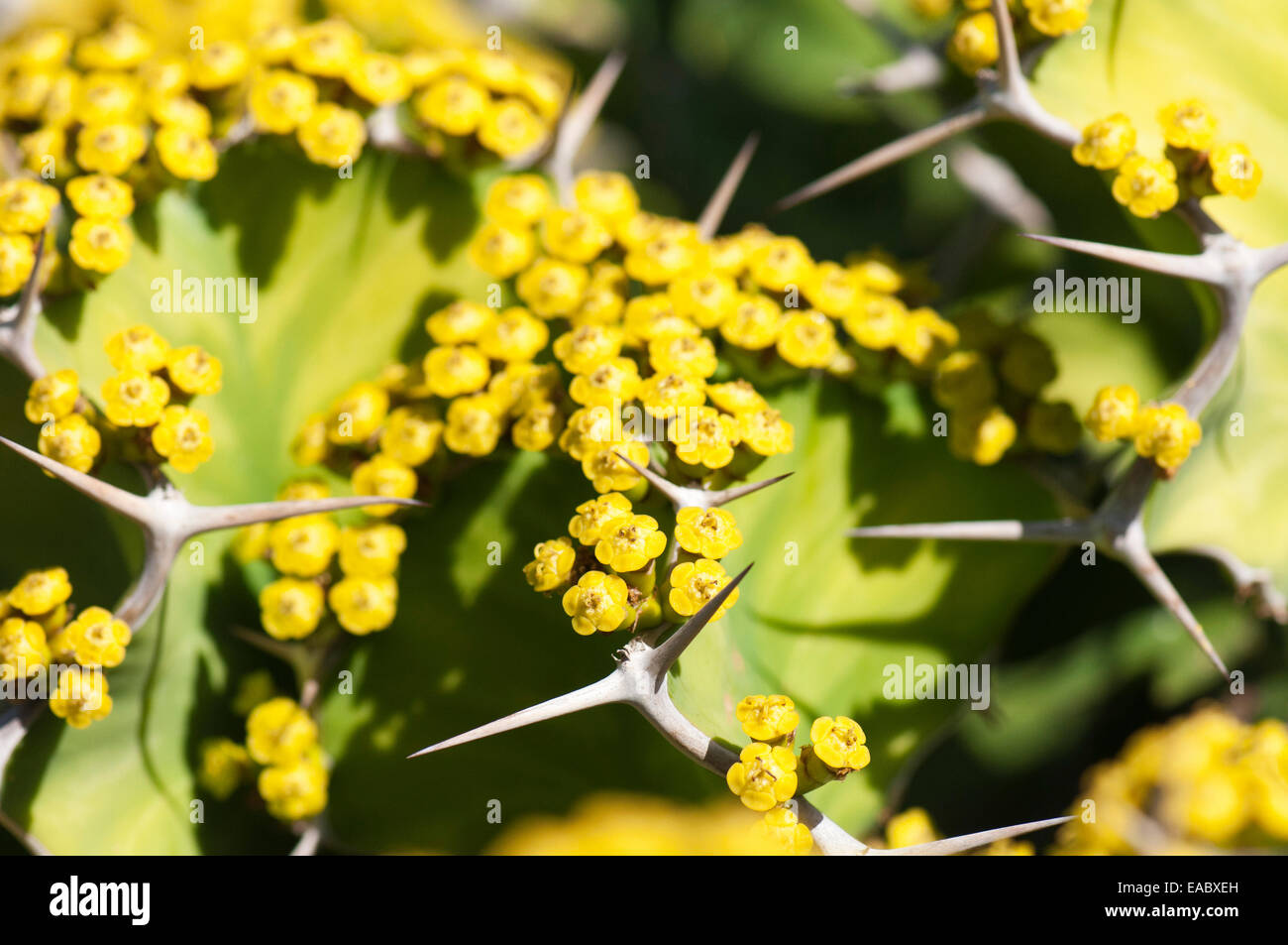 Hazel, Cob-Nuss Corylus Avellana, gelbe Thema grünen Hintergrund. Stockfoto