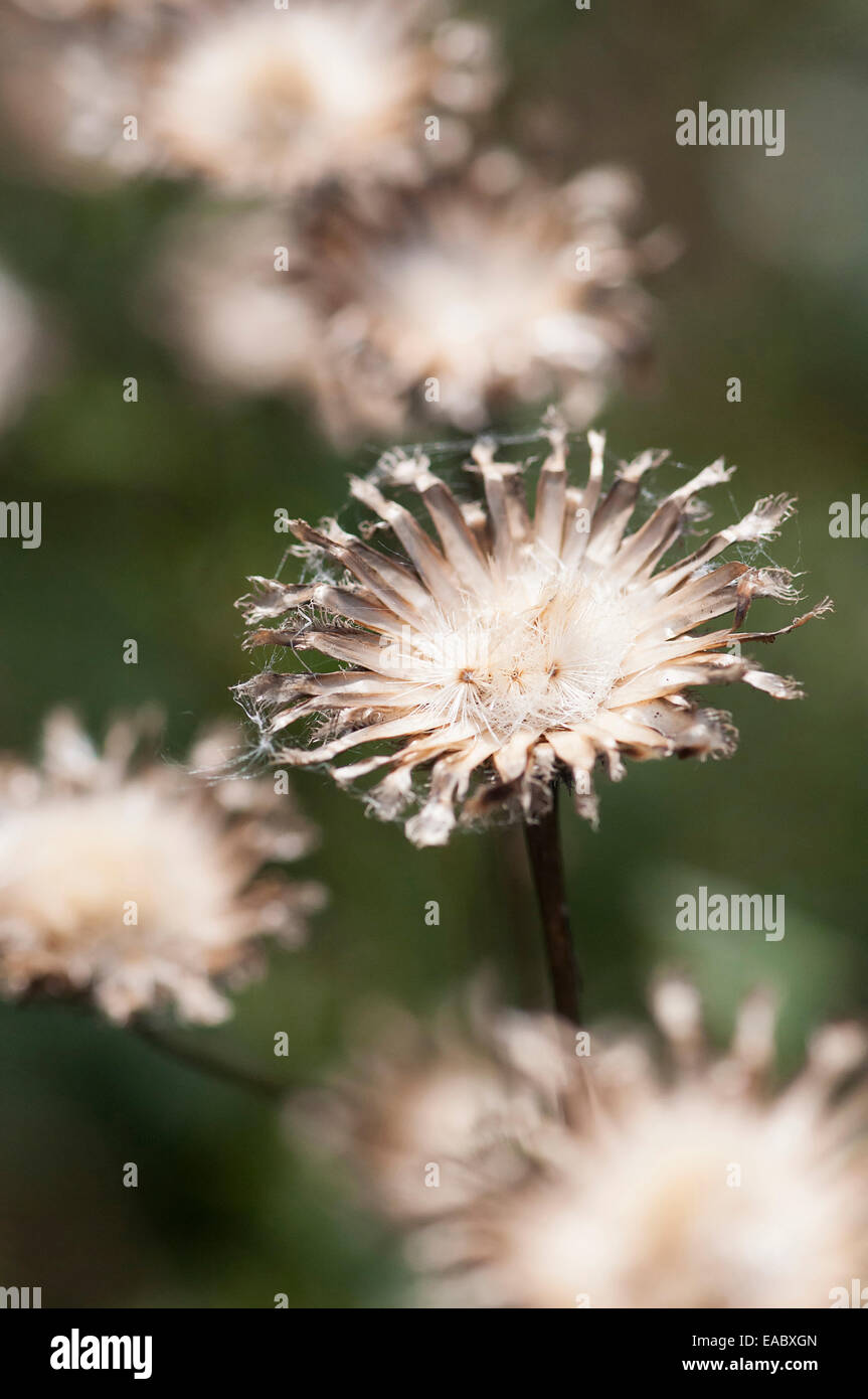 Größere Flockenblume, Centaurea Scabiosa, weißes Objekt. Stockfoto