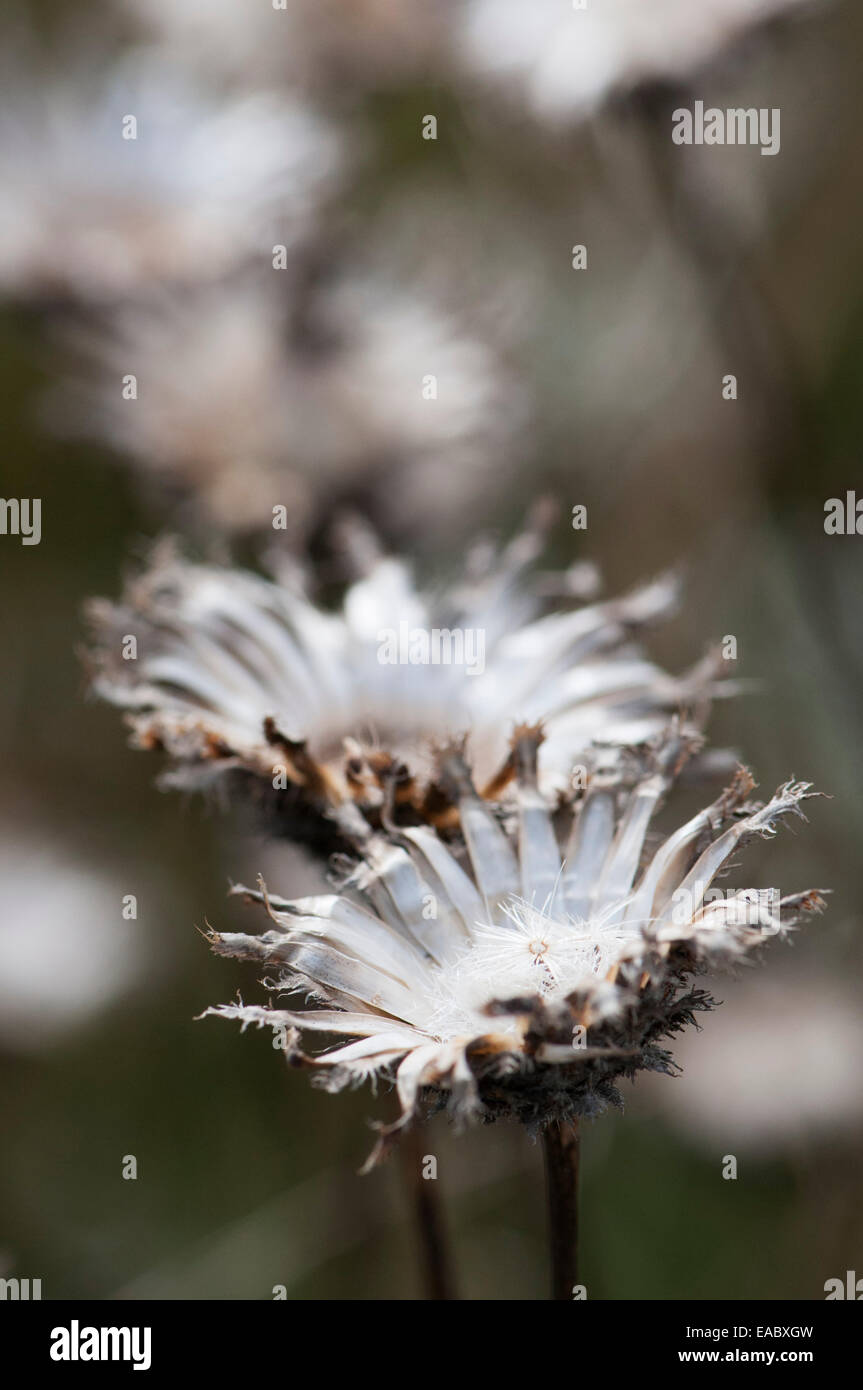Größere Flockenblume, Centaurea Scabiosa, weißes Objekt. Stockfoto