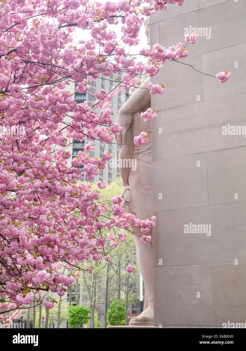 Detail der fröhlichen Blüten blühen im Park im Frühling Stockfoto
