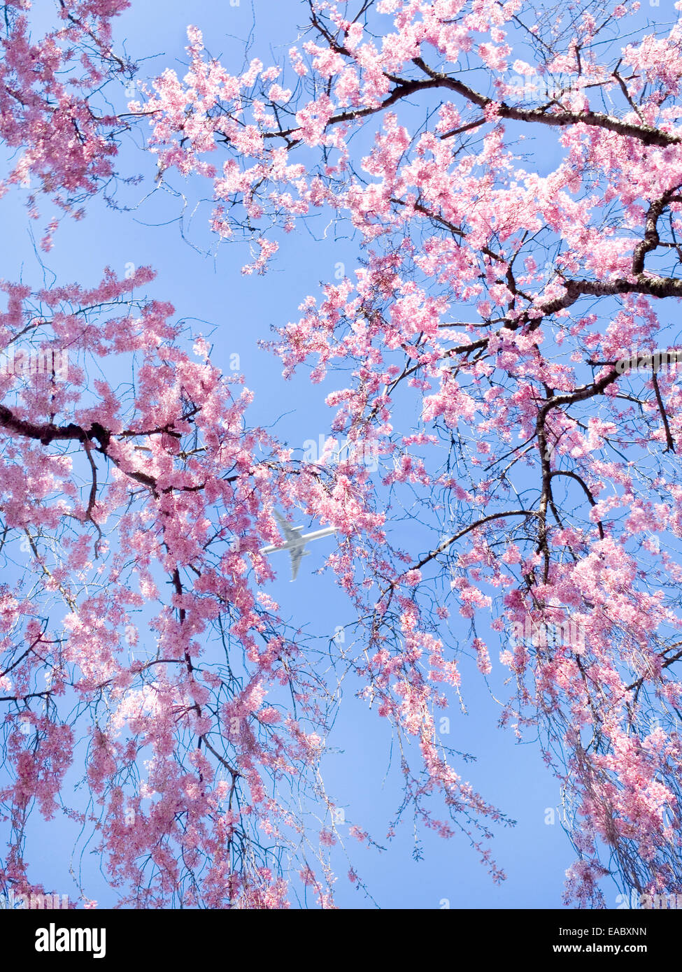 Cherry Blossoms und Flugzeug an sonnigen Frühlingstag Stockfoto