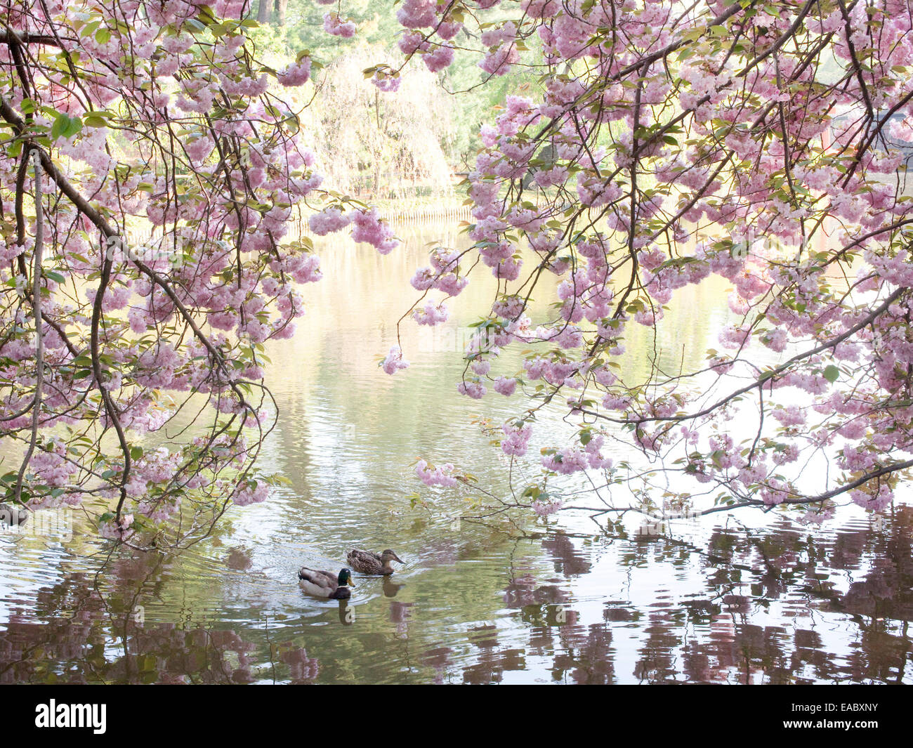 paar Stockenten im Frühjahr Schwimmen unter blühenden Kirschbäumen Stockfoto