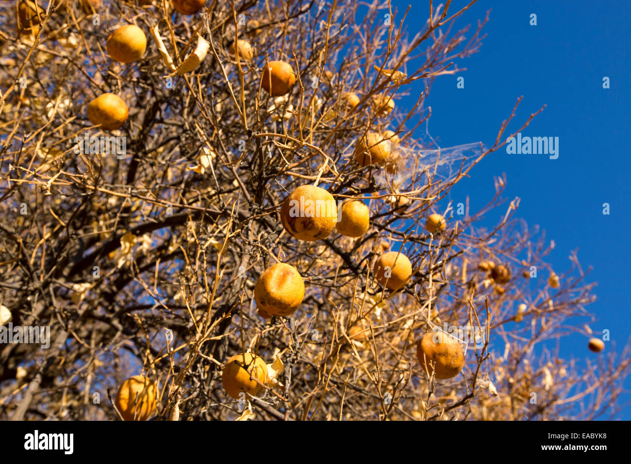 Tote und sterbende Orangenbäume, die nicht mehr Wasser in der Nähe von Bakersfield, Kalifornien, USA zu bewässern haben aufgegeben. Nach einer noch nie da gewesenen vier Jahr lang Dürre ist Bakersfield nun die trockenste Stadt in den USA. Die meisten von Kalifornien ist in außergewöhnliche Trockenheit, Dürre Klassifizierung auf höchstem Niveau. 428.000 Hektar landwirtschaftlicher Flächen wurden aus der Produktion wegen des Mangels an Wasser, Tausende von landwirtschaftlichen Arbeitern ihren Arbeitsplatz verloren haben und ein Drittel aller Kinder in Kalifornien hungrig zu Bett gehen. Stockfoto