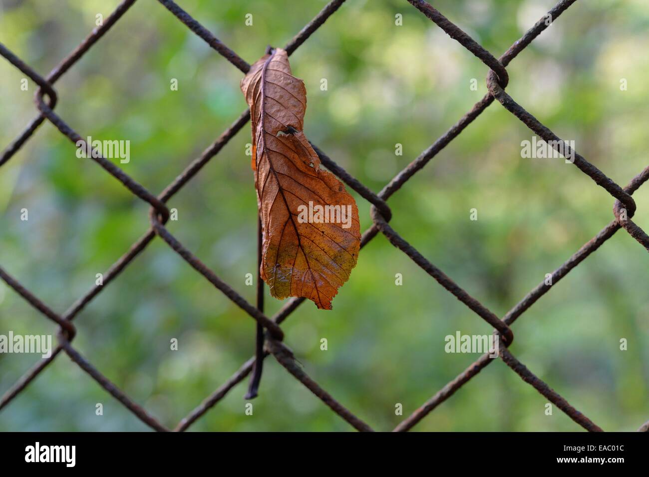 Farbige Blätter im Herbst, Deutschland, 23. Oktober 2014. Foto: Frank Mai Stockfoto