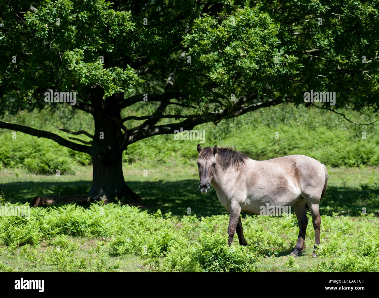 Konik-Pferd Hothfield Heide Kent UK Stockfoto