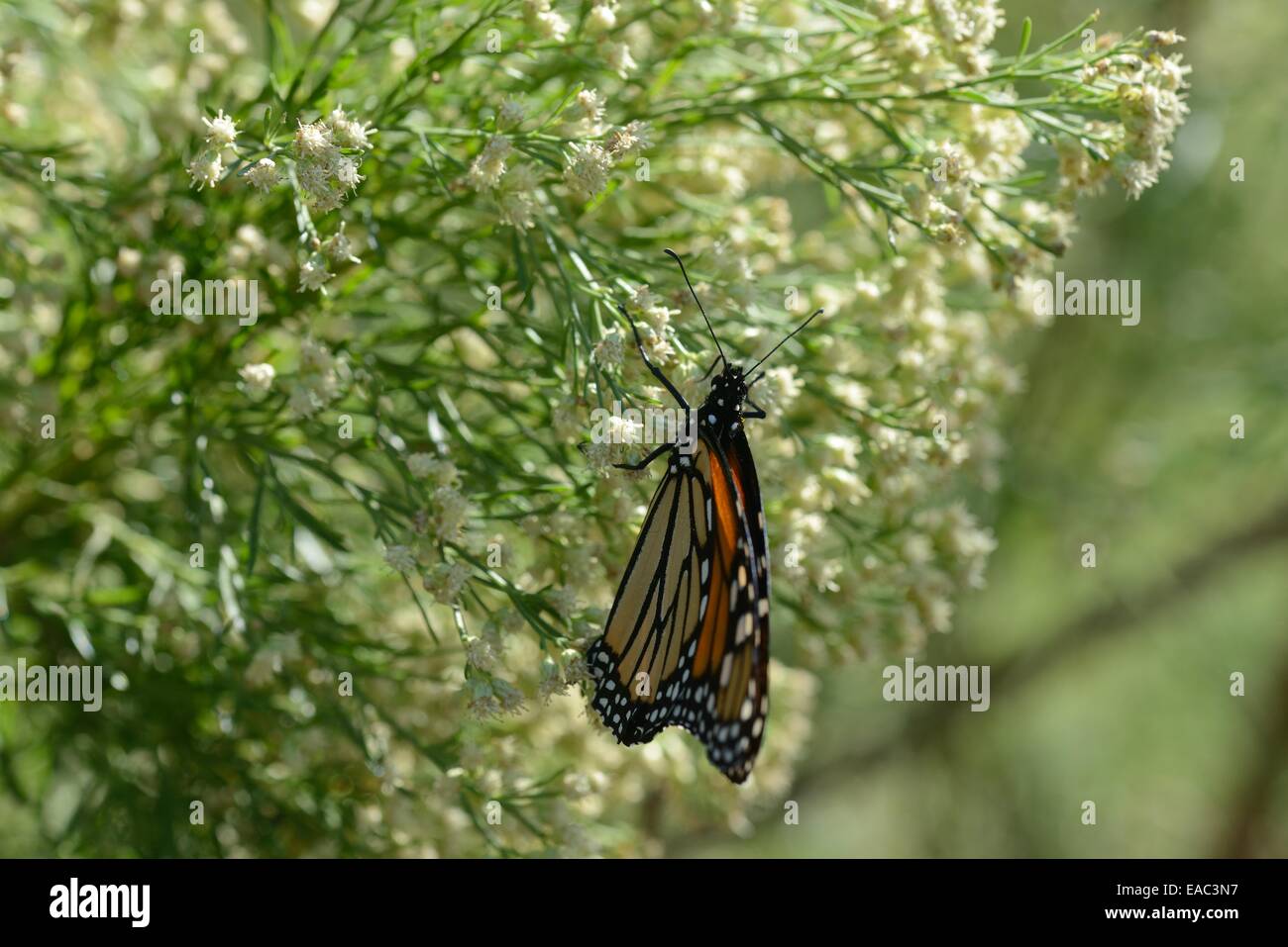 Monarch auf Armut Weed Stockfoto