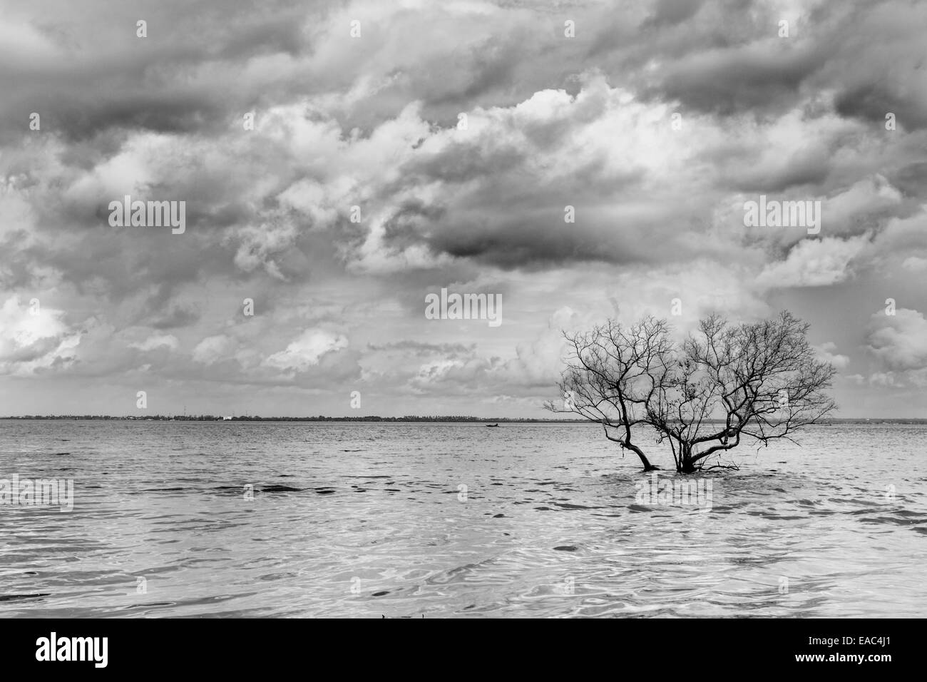eine schöne Aussicht auf Baum in den Indischen Ozean, schwarz & weiß. Stockfoto