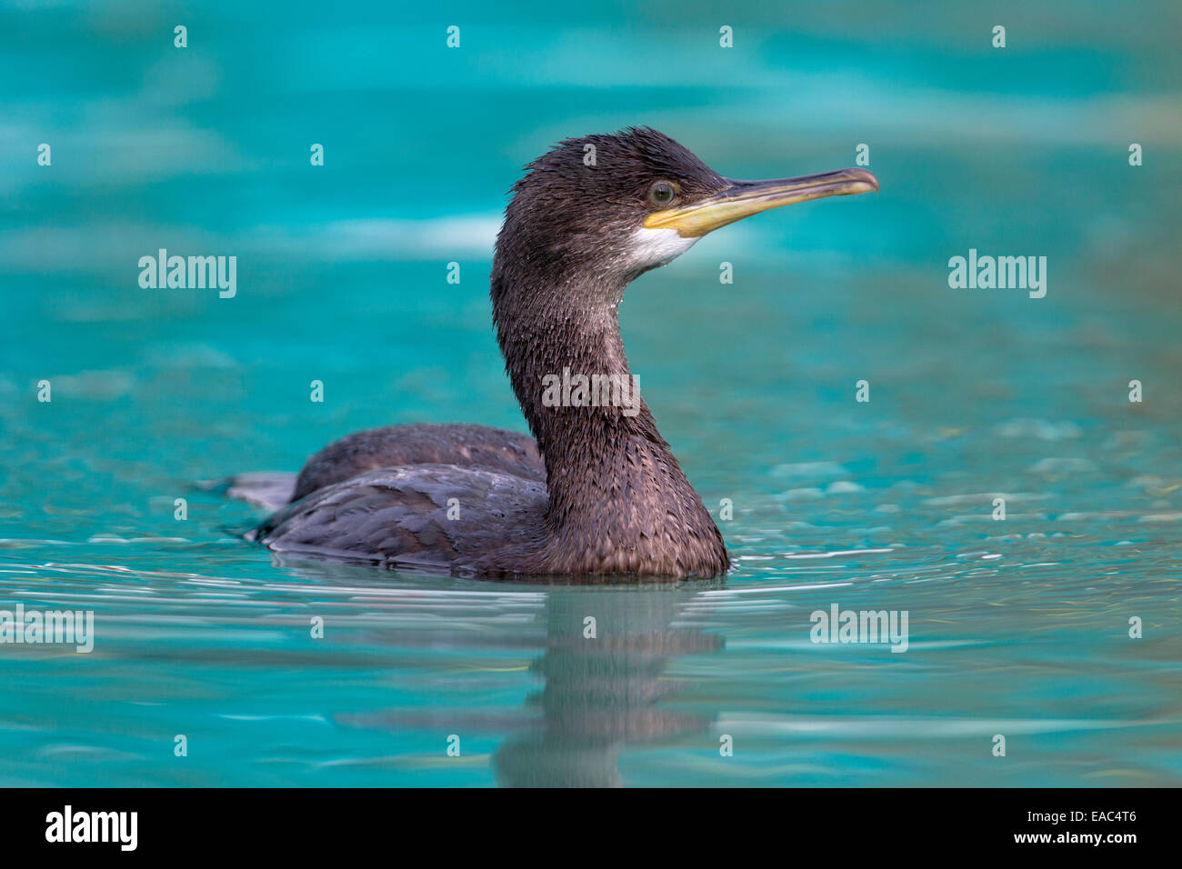 Shag; Phalacrocorax Aristotelis; Juvenile; UK Stockfoto