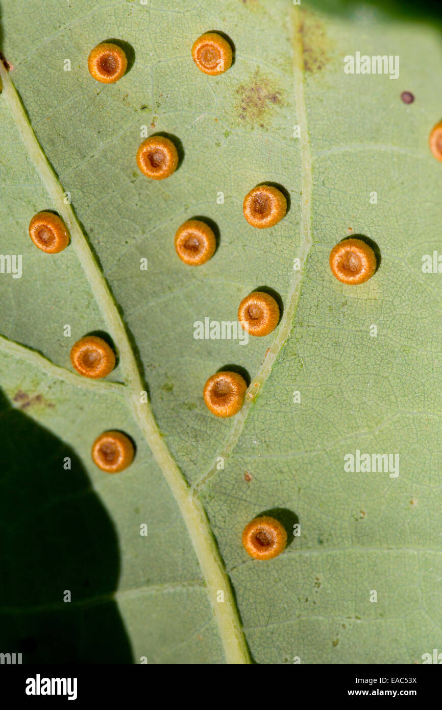 Schaltfläche "Seide" Spangle Galls; Neuroterus Numismalis; auf einem Eichenblatt; Quercus Petraea; UK Stockfoto