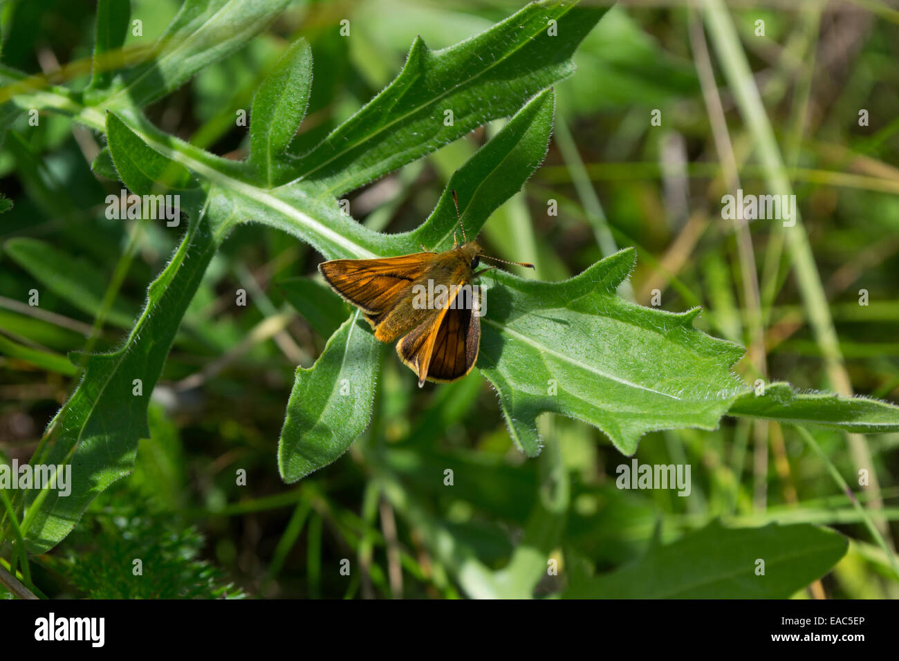 Großen Skipper Schmetterling ruht auf grünes Blatt in der Sonne Stockfoto