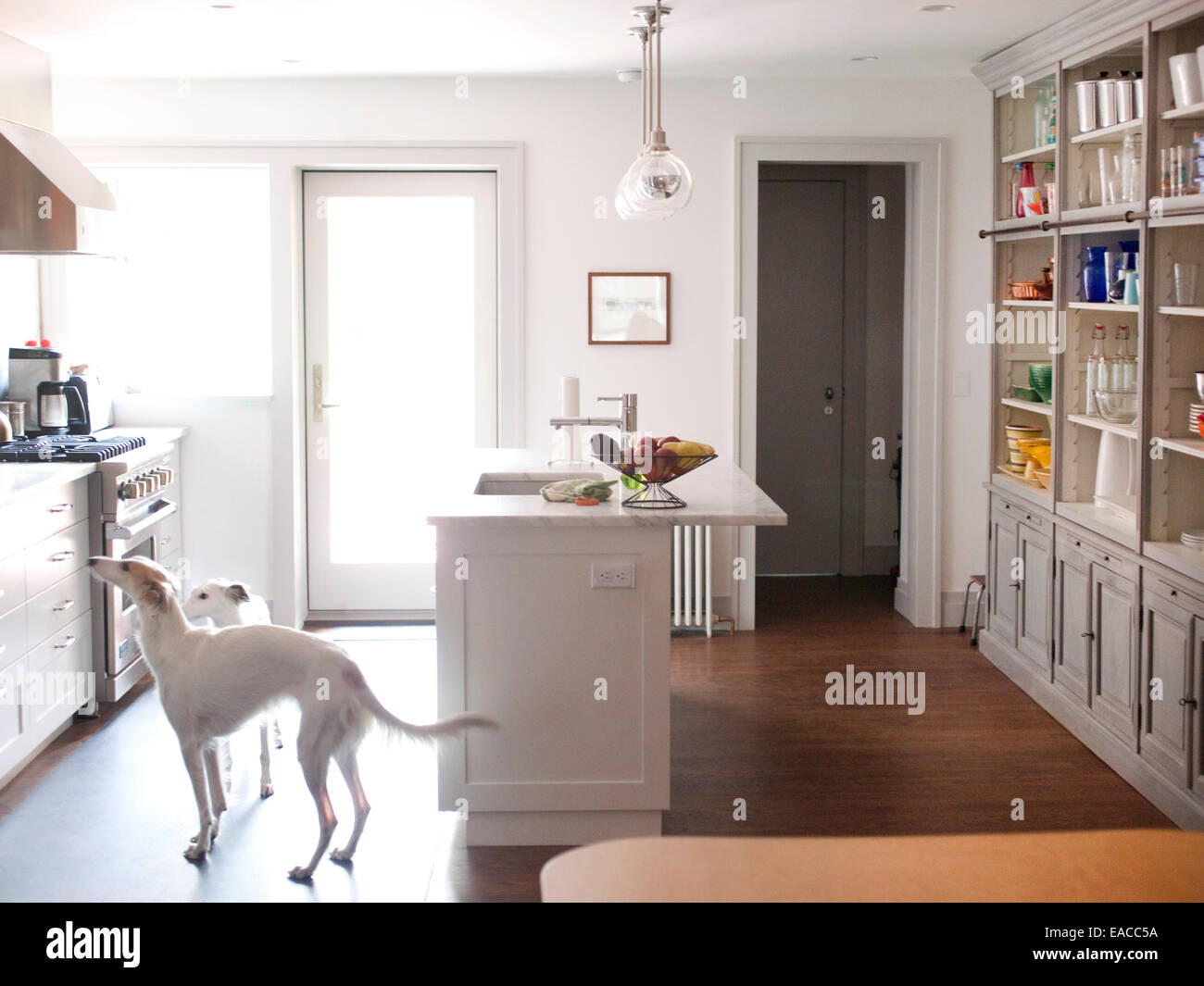 Hunde in der Küche. Stockfoto