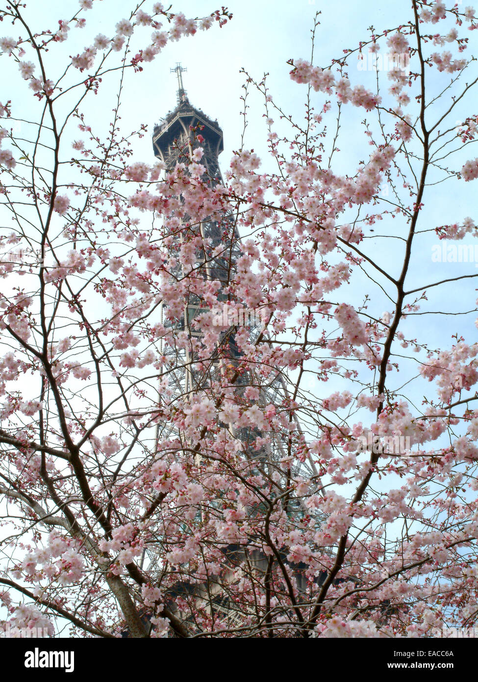 Kirschblüten und Eiffelturm Stockfoto