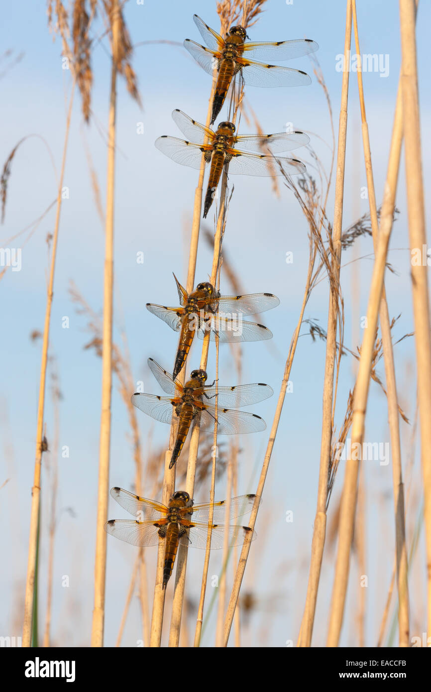Vier Spotted Chaser Libellen (Libellula Quadrimaculata) thront in einer Reihe. Stockfoto