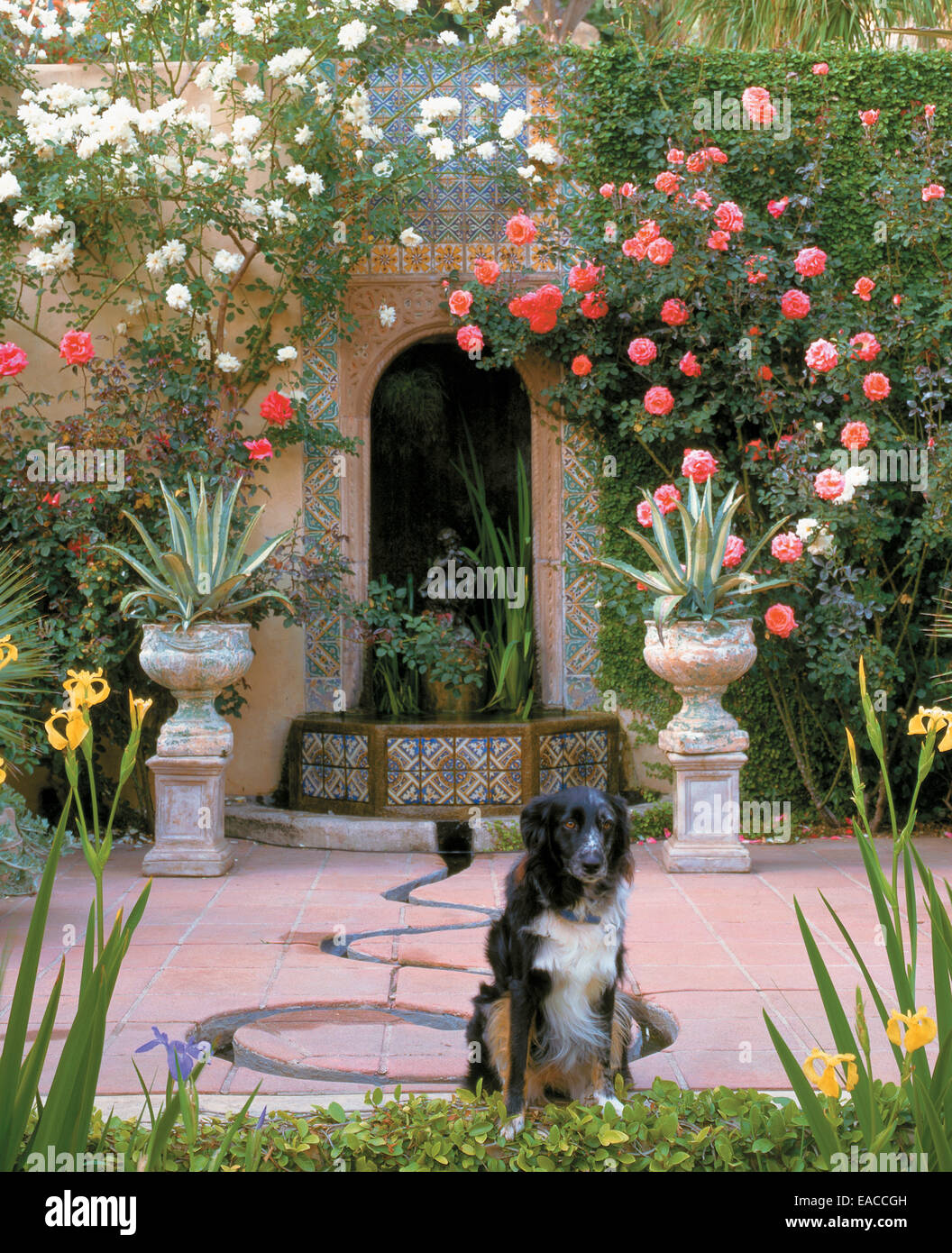 Hund im blühenden Garten Stockfoto
