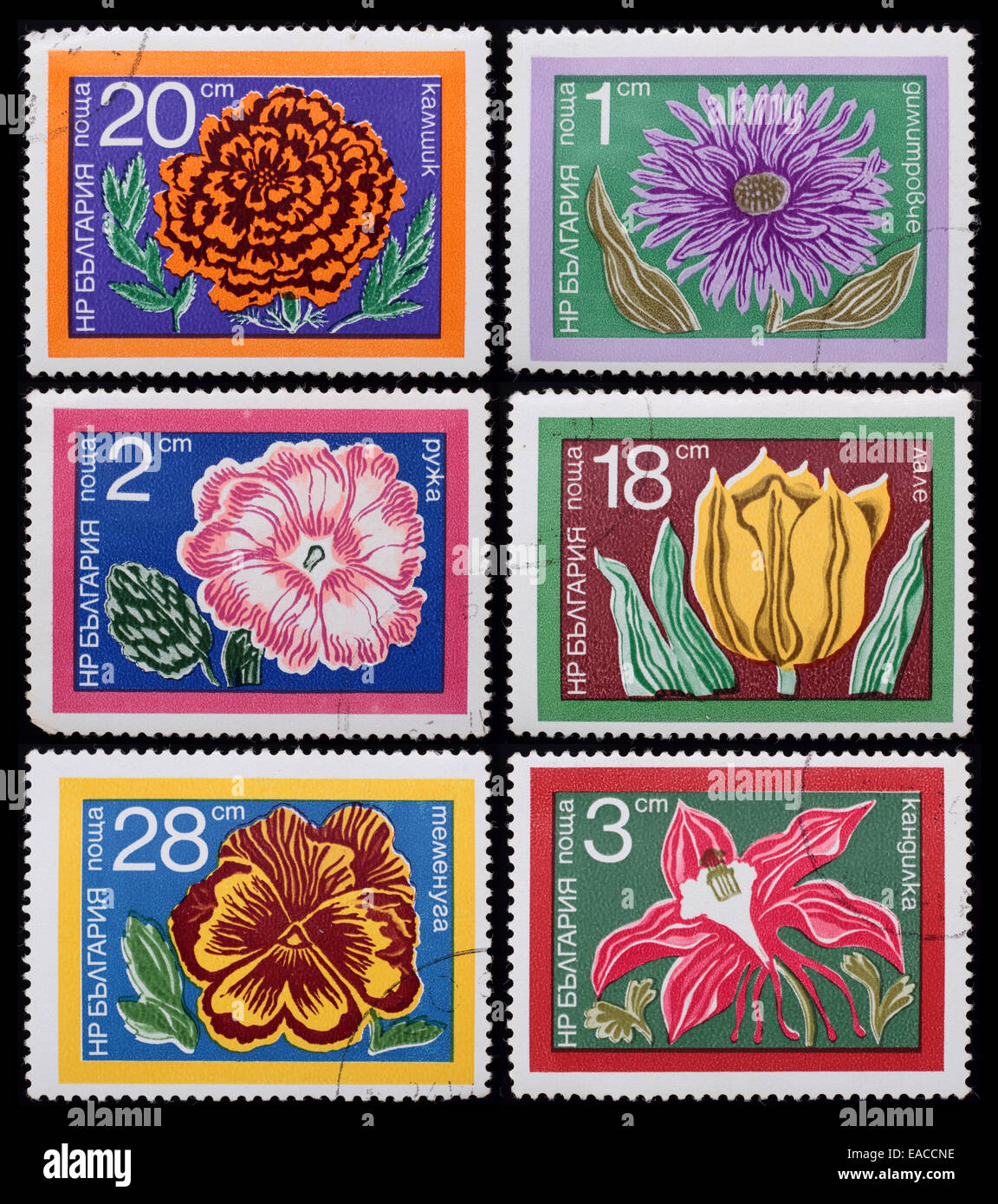 Bulgarien - circa 1978: eine Briefmarke gedruckt in Bulgarien zeigt Bild von Blumen, Serie Blumen, ca. 1978. Stockfoto