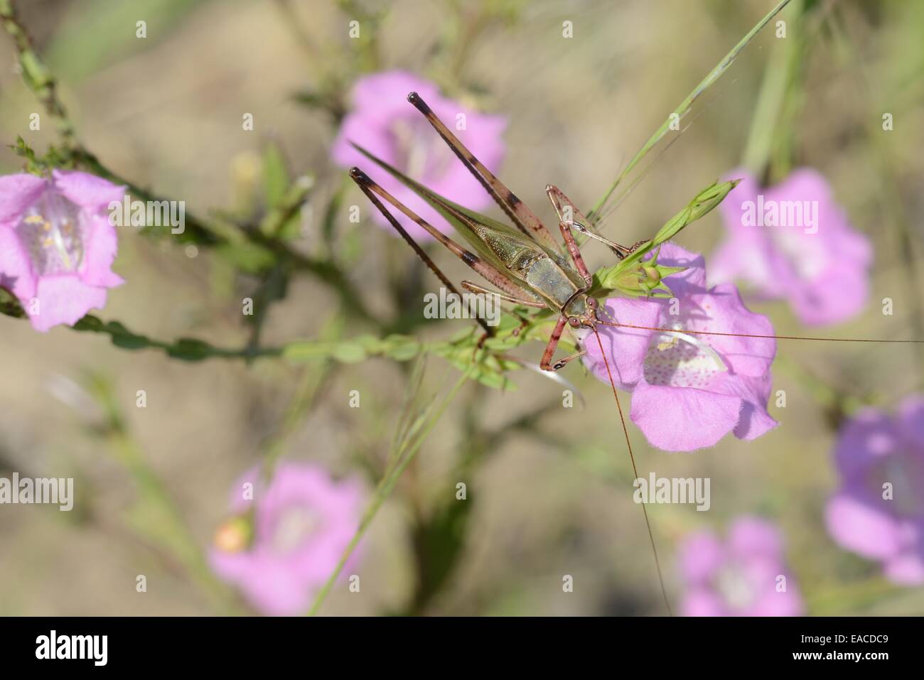 Gabel-tailed Bush Grashuepfer auf Agalinis (Agalinis sp.) Stockfoto